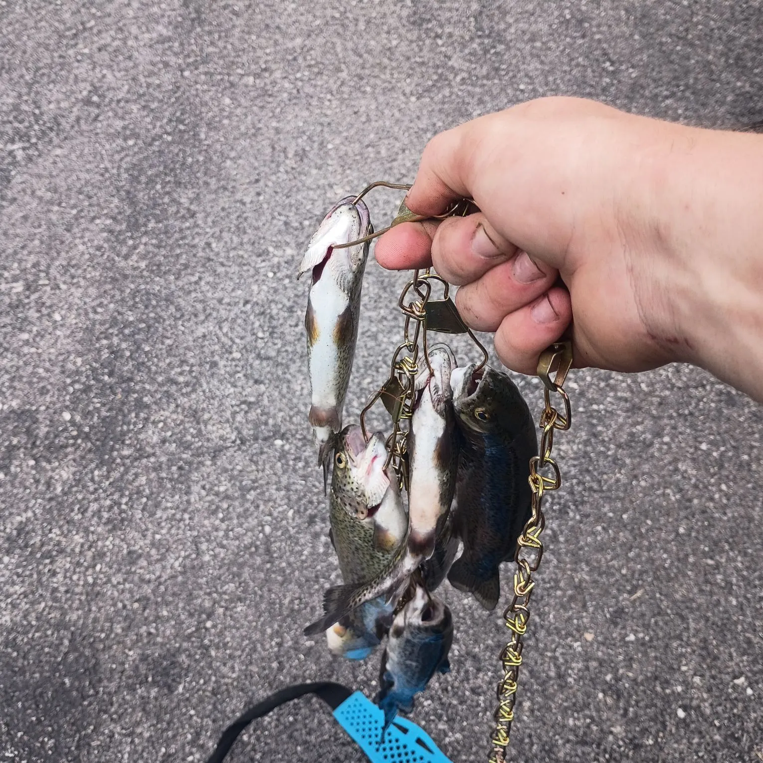 Rainbow trout caught on Fishbrain