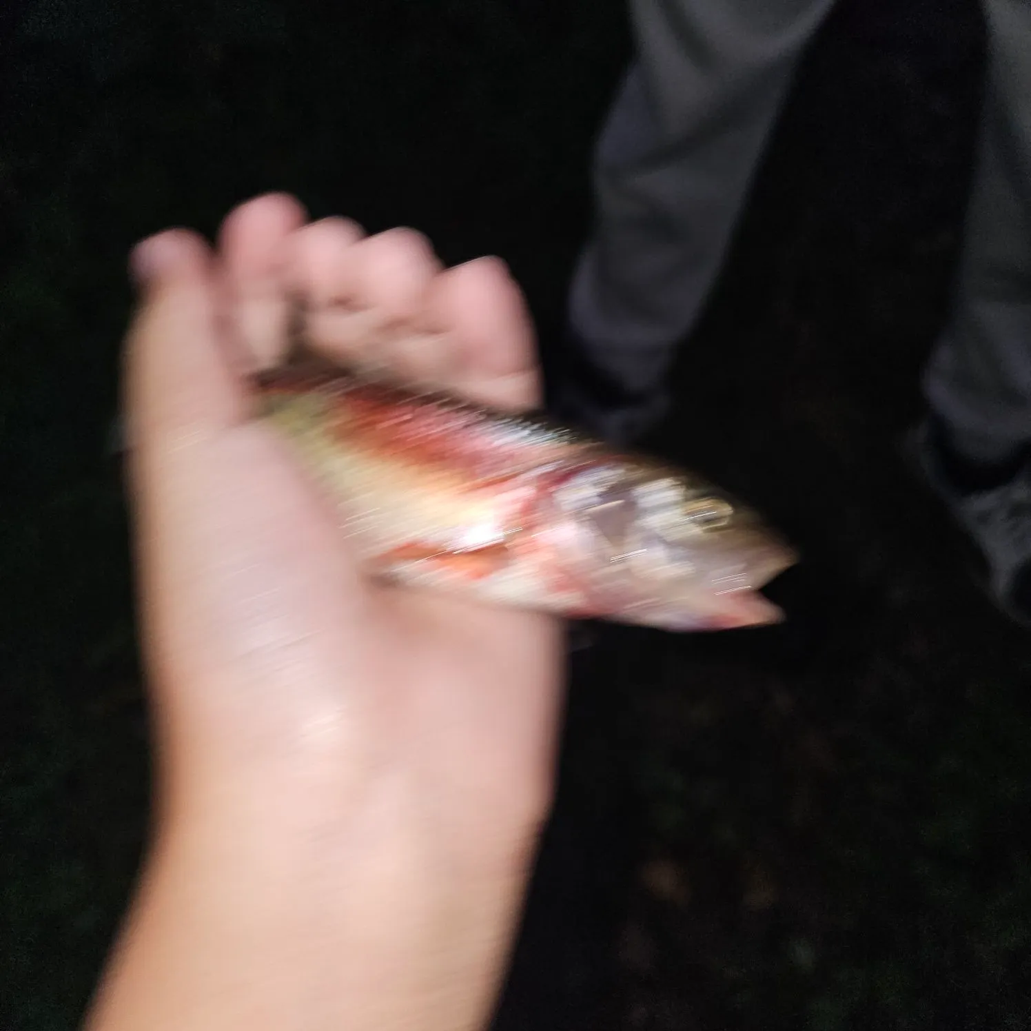 Creek chub caught on Fishbrain