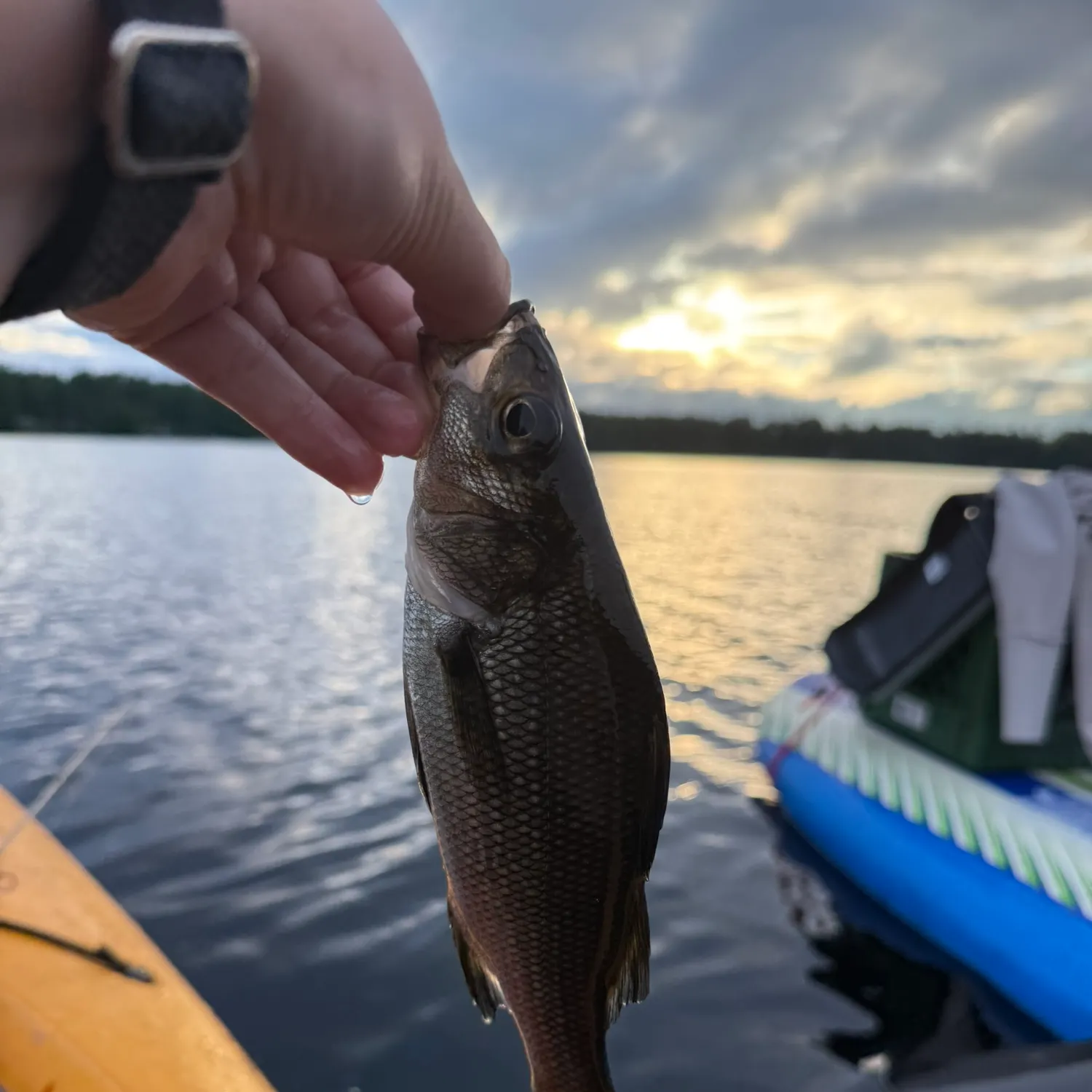 White perch caught on Fishbrain