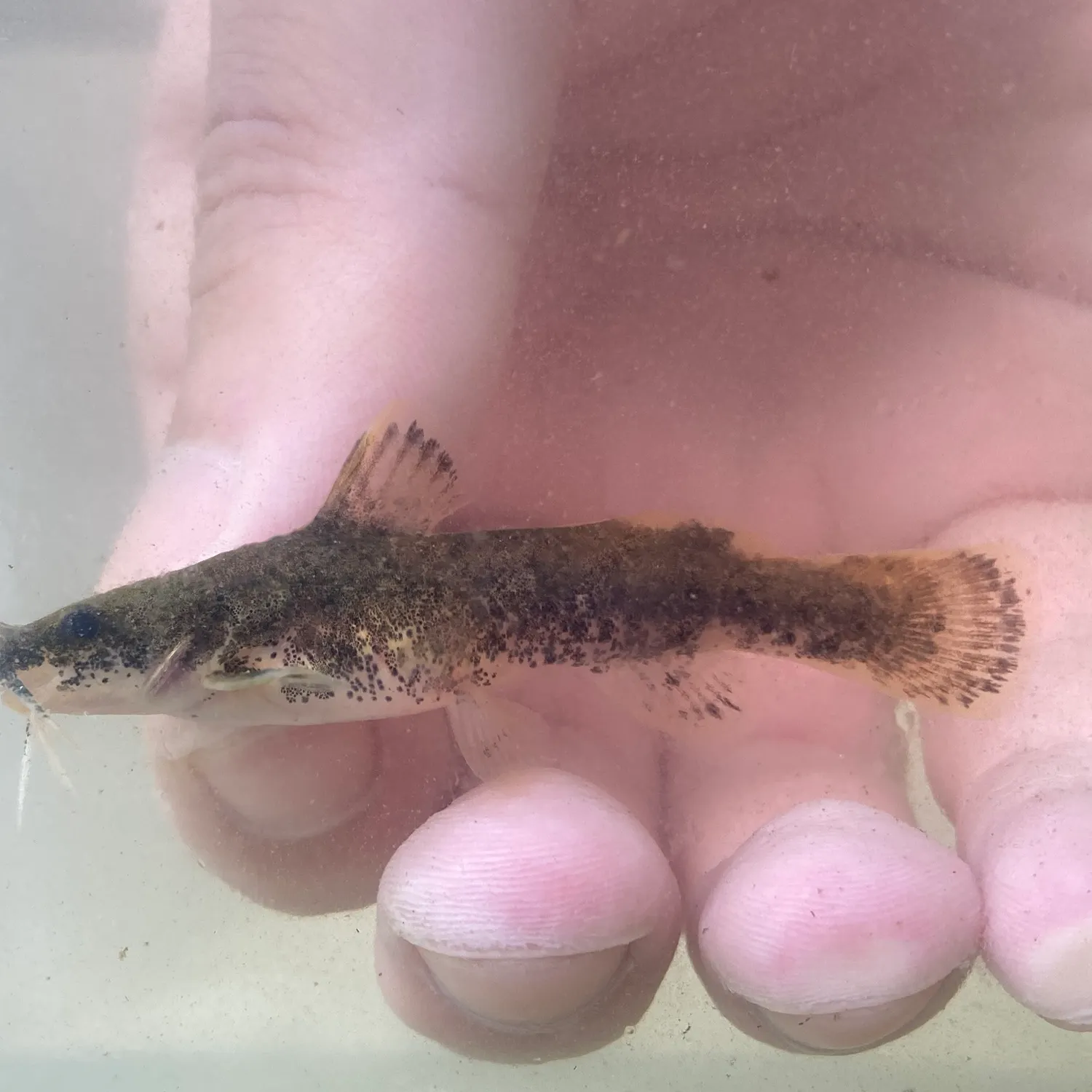 The most recent Northern madtom catches on Fishbrain