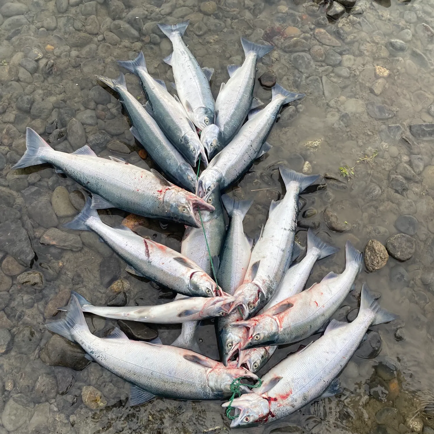 Sockeye salmon caught on Fishbrain