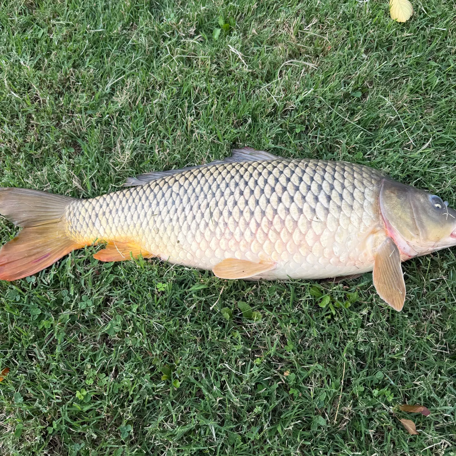 Common carp caught on Fishbrain