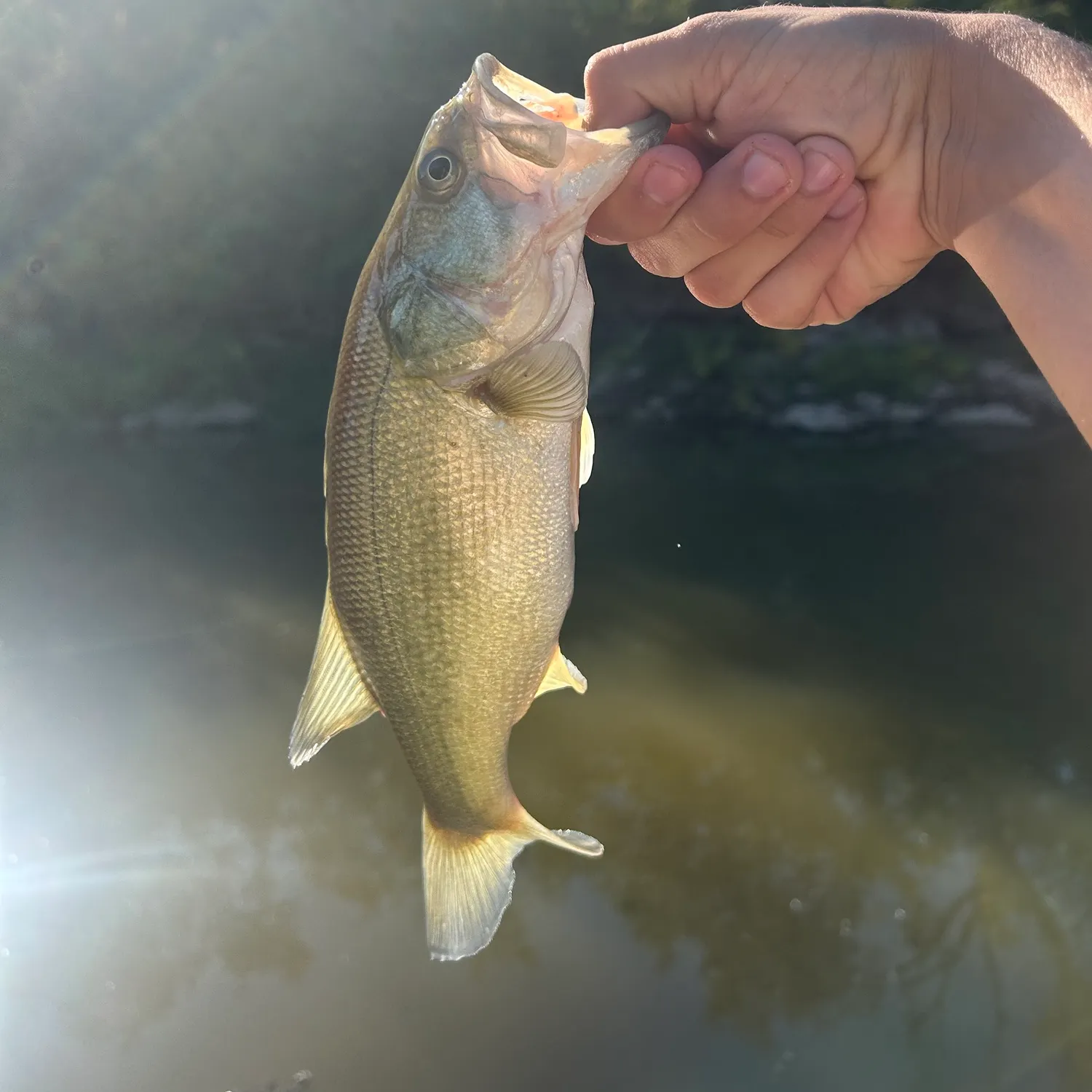 Largemouth bass caught on Fishbrain