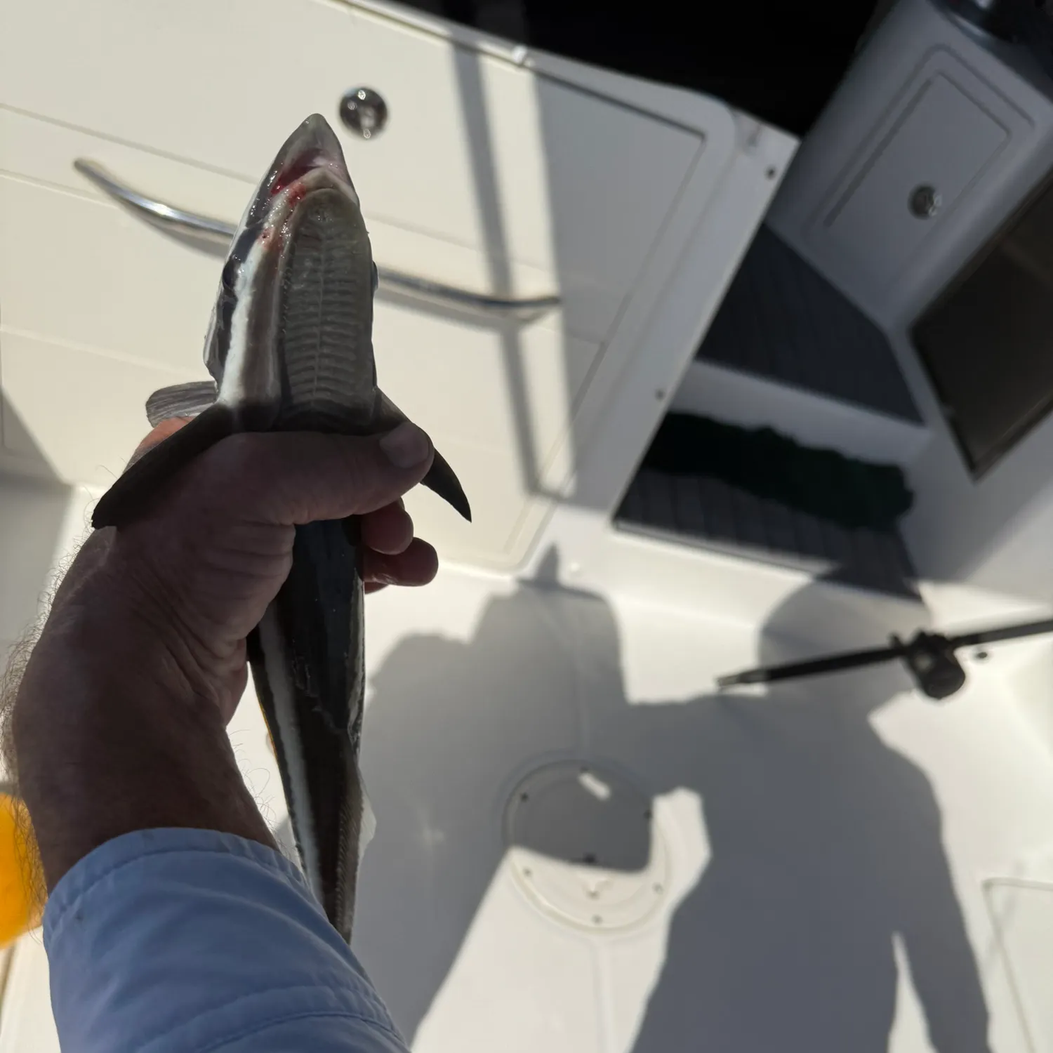 The most recent Live sharksucker catches on Fishbrain