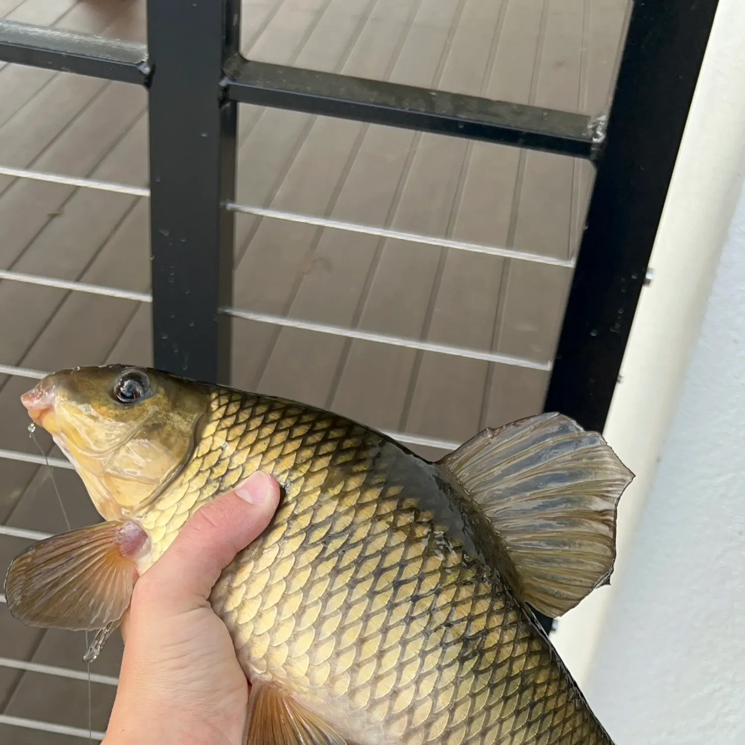 The most recent Lake chubsucker catches on Fishbrain