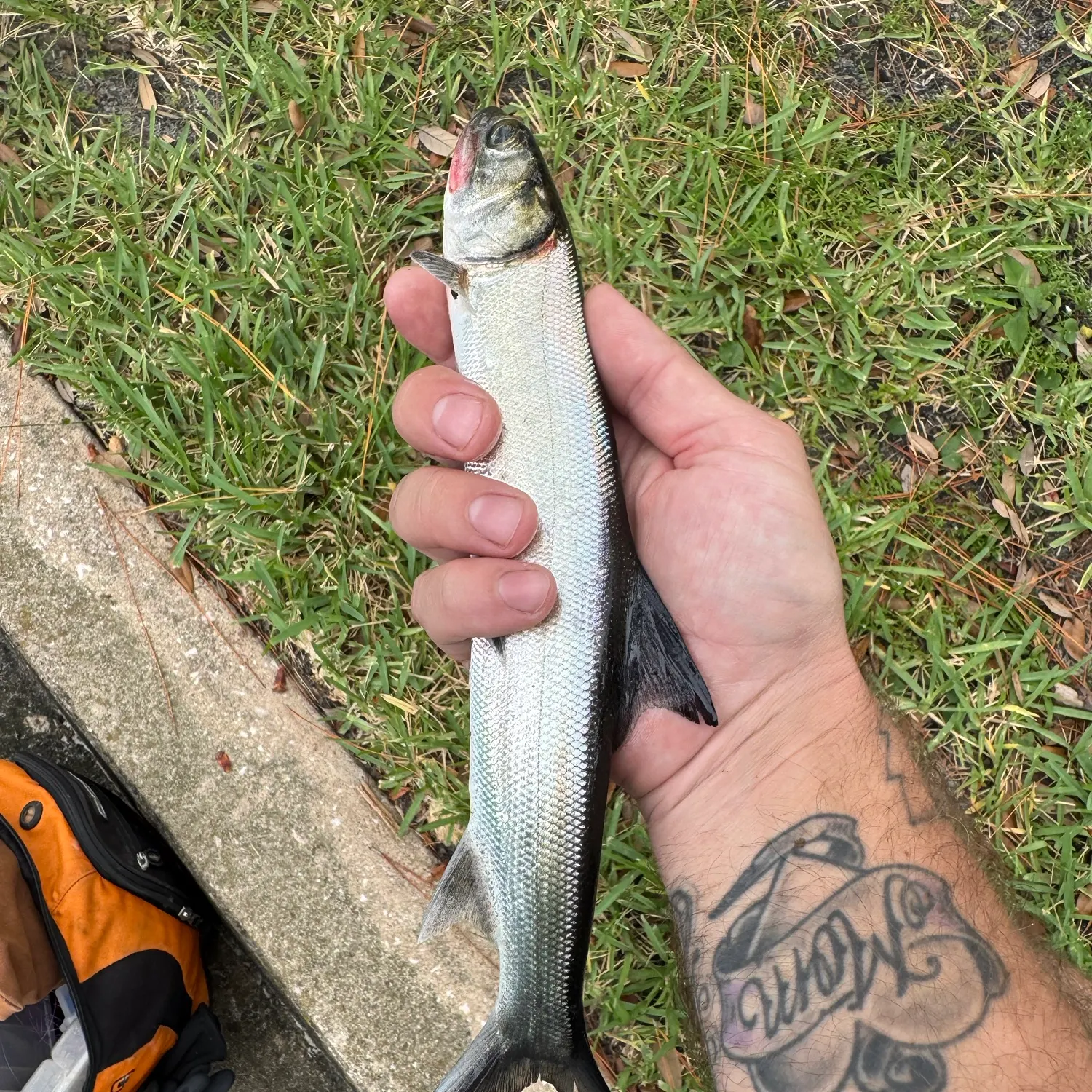 Ladyfish caught on Fishbrain