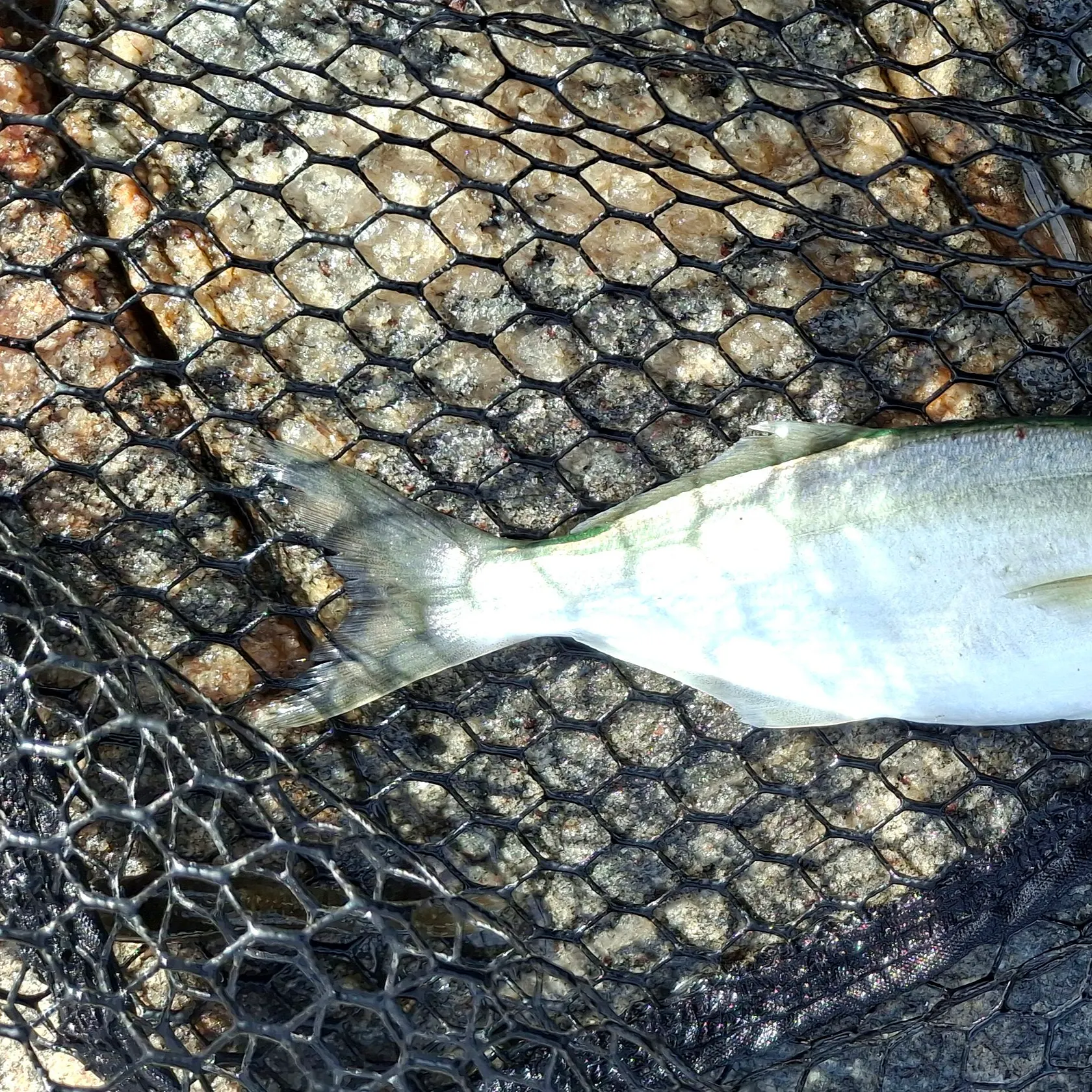 Bluefish caught on Fishbrain
