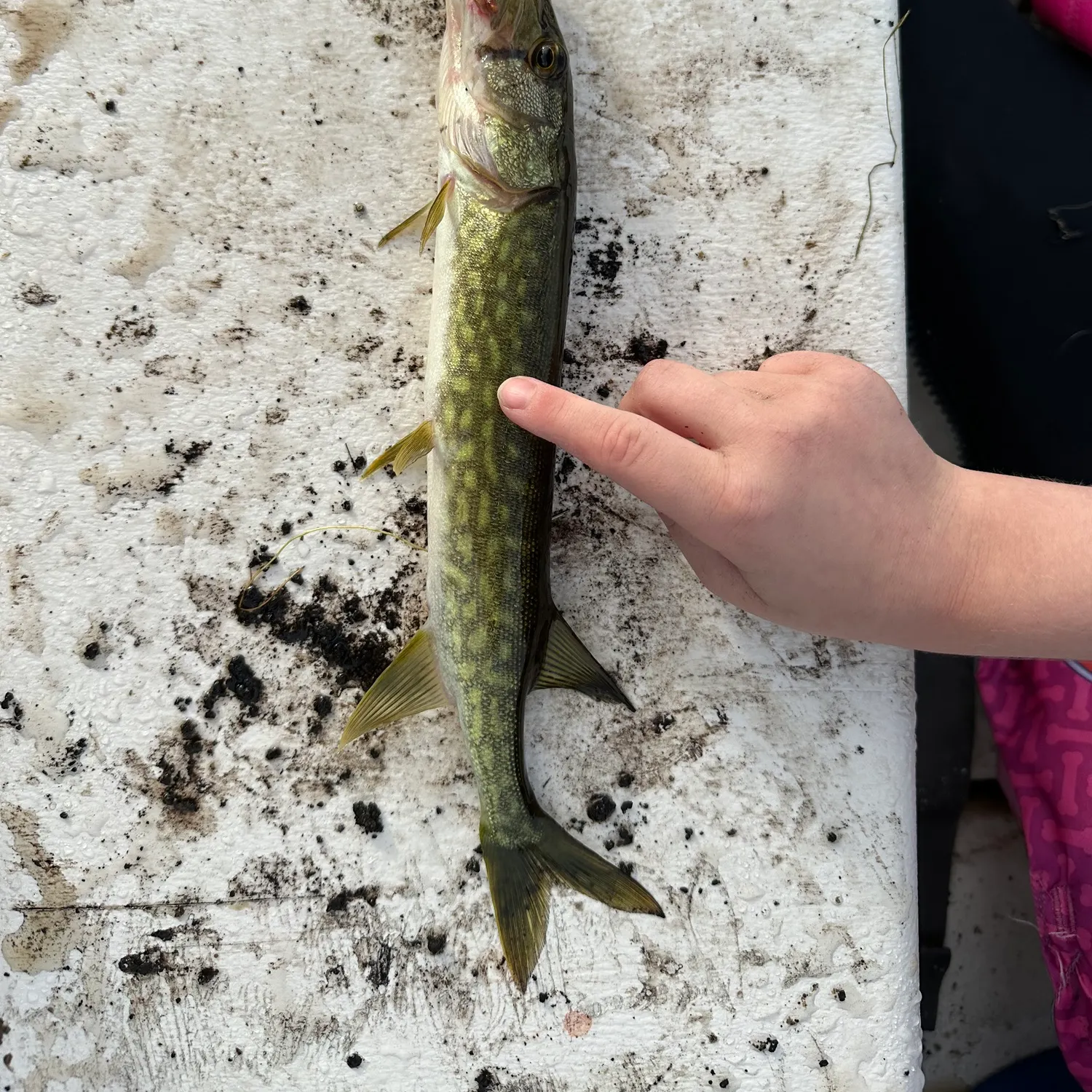 Chain pickerel caught on Fishbrain