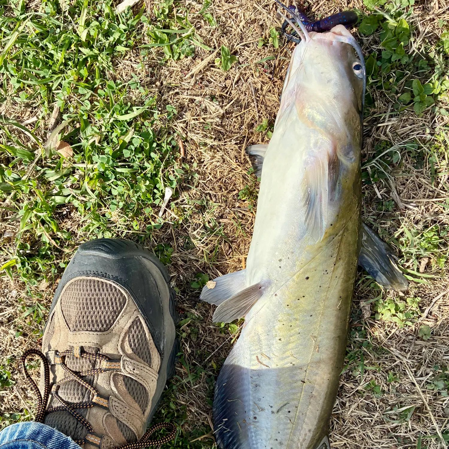 Channel catfish caught on Fishbrain