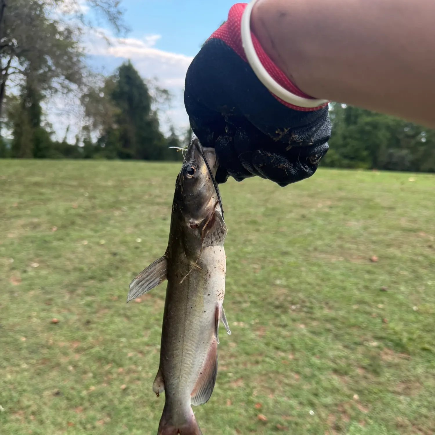Channel catfish caught on Fishbrain