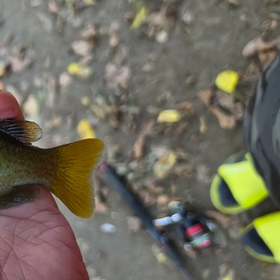 Redbreast sunfish caught on Fishbrain