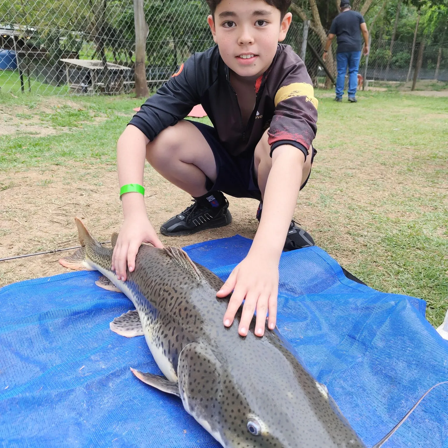 The most recent Spotted sorubim catches on Fishbrain