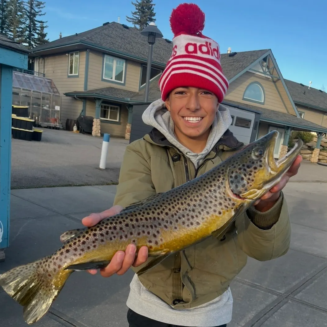 Brown trout caught on Fishbrain