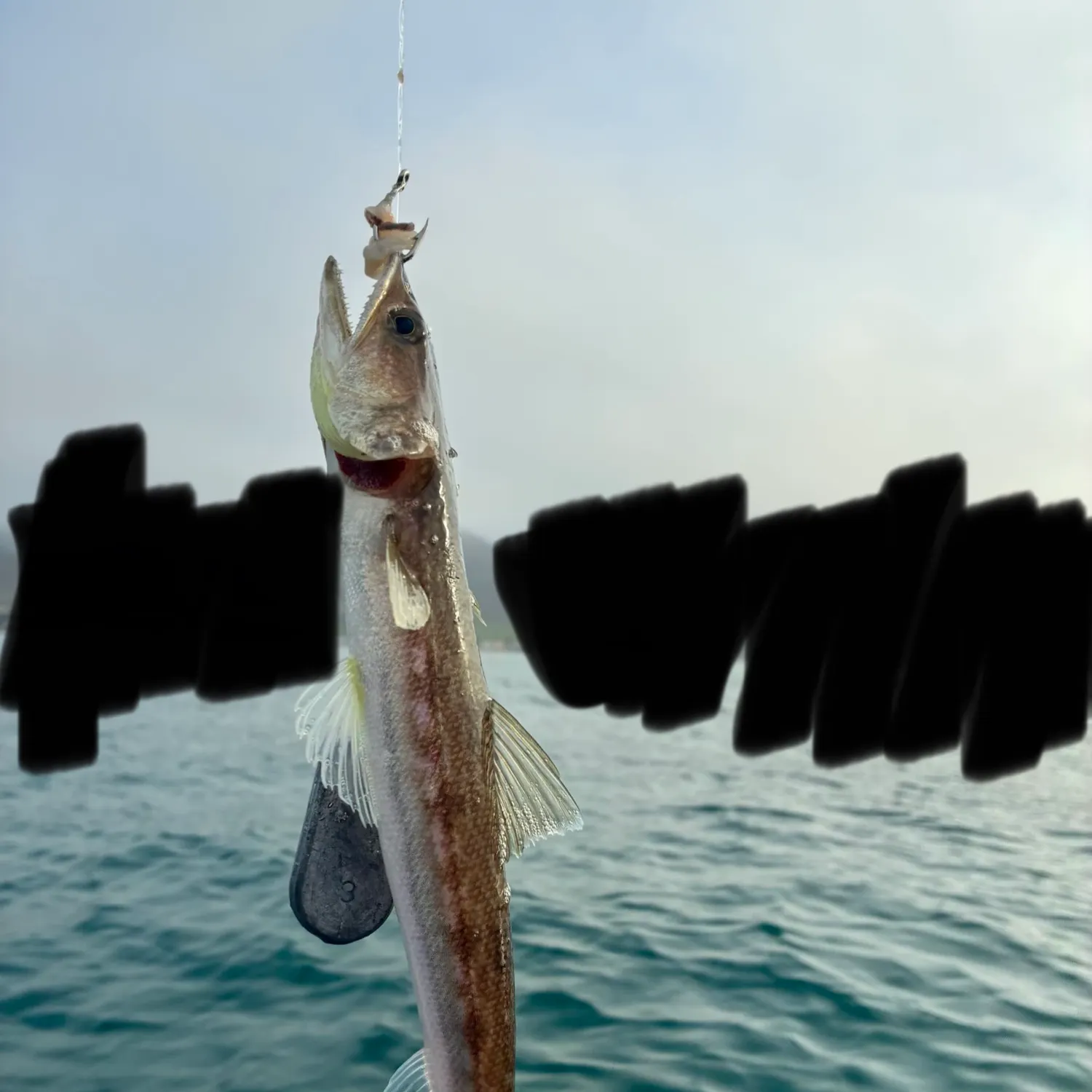 The most recent California lizardfish catches on Fishbrain