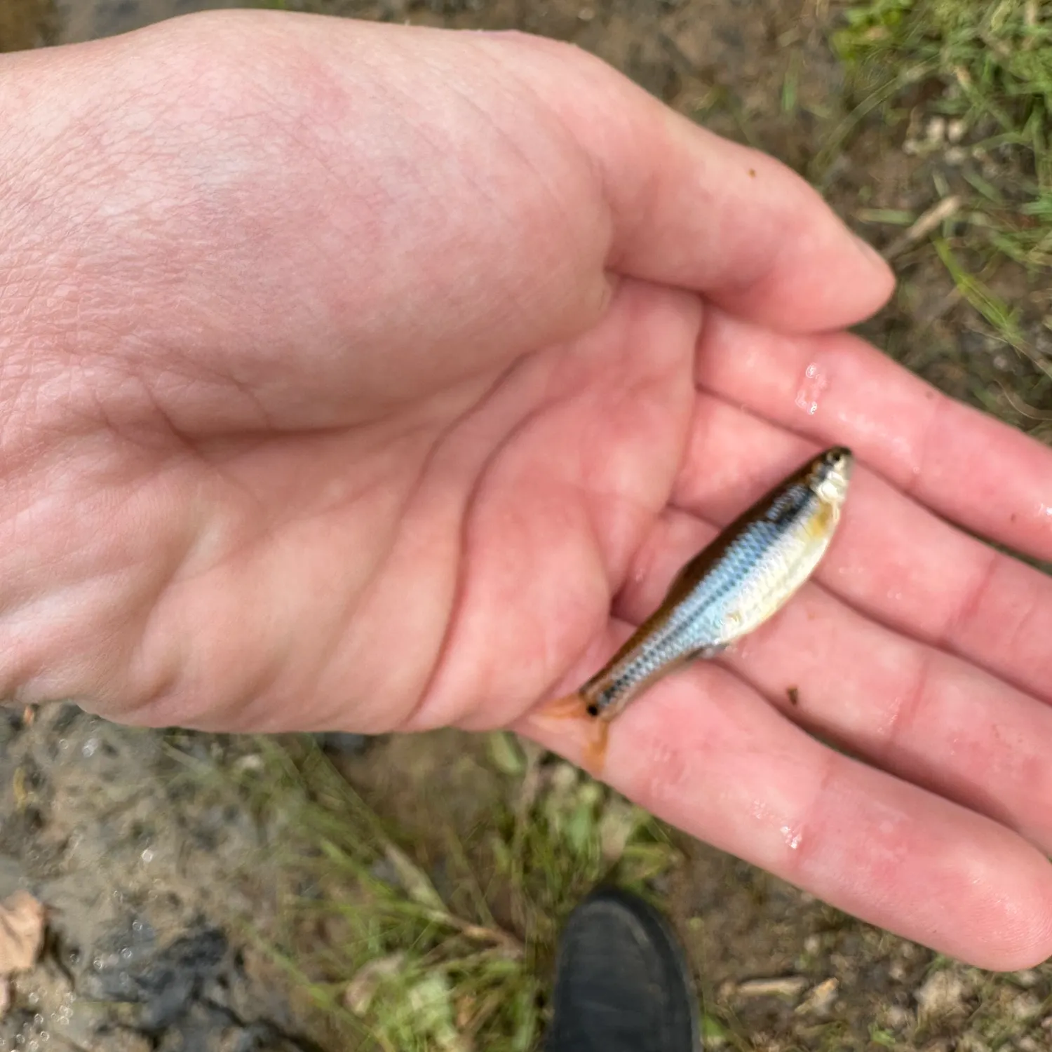 The most recent Bluntnose minnow catches on Fishbrain