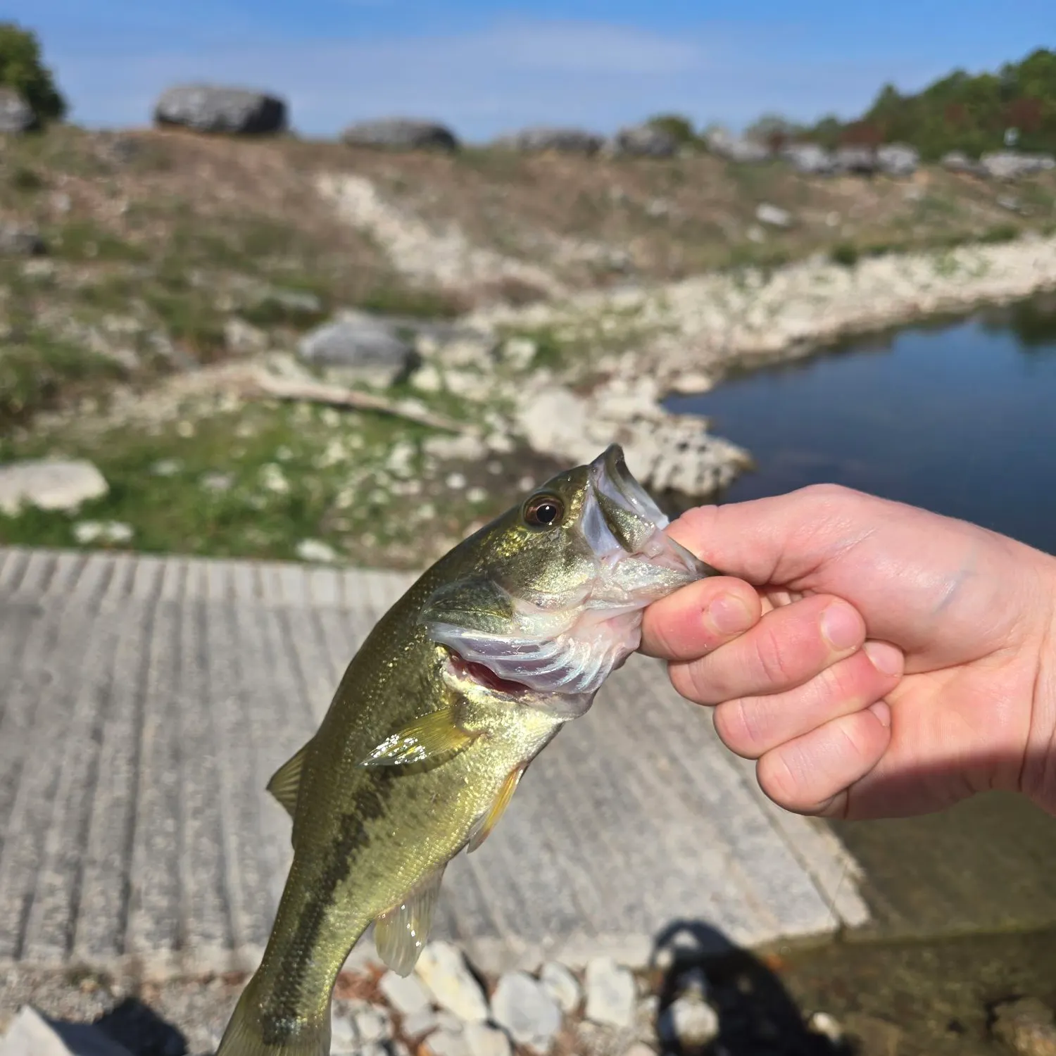 Largemouth bass caught on Fishbrain