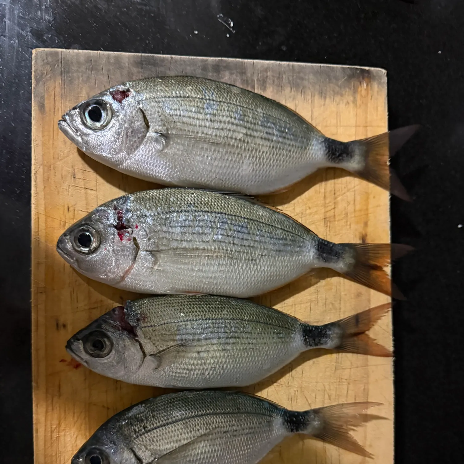 Saddled seabream caught on Fishbrain