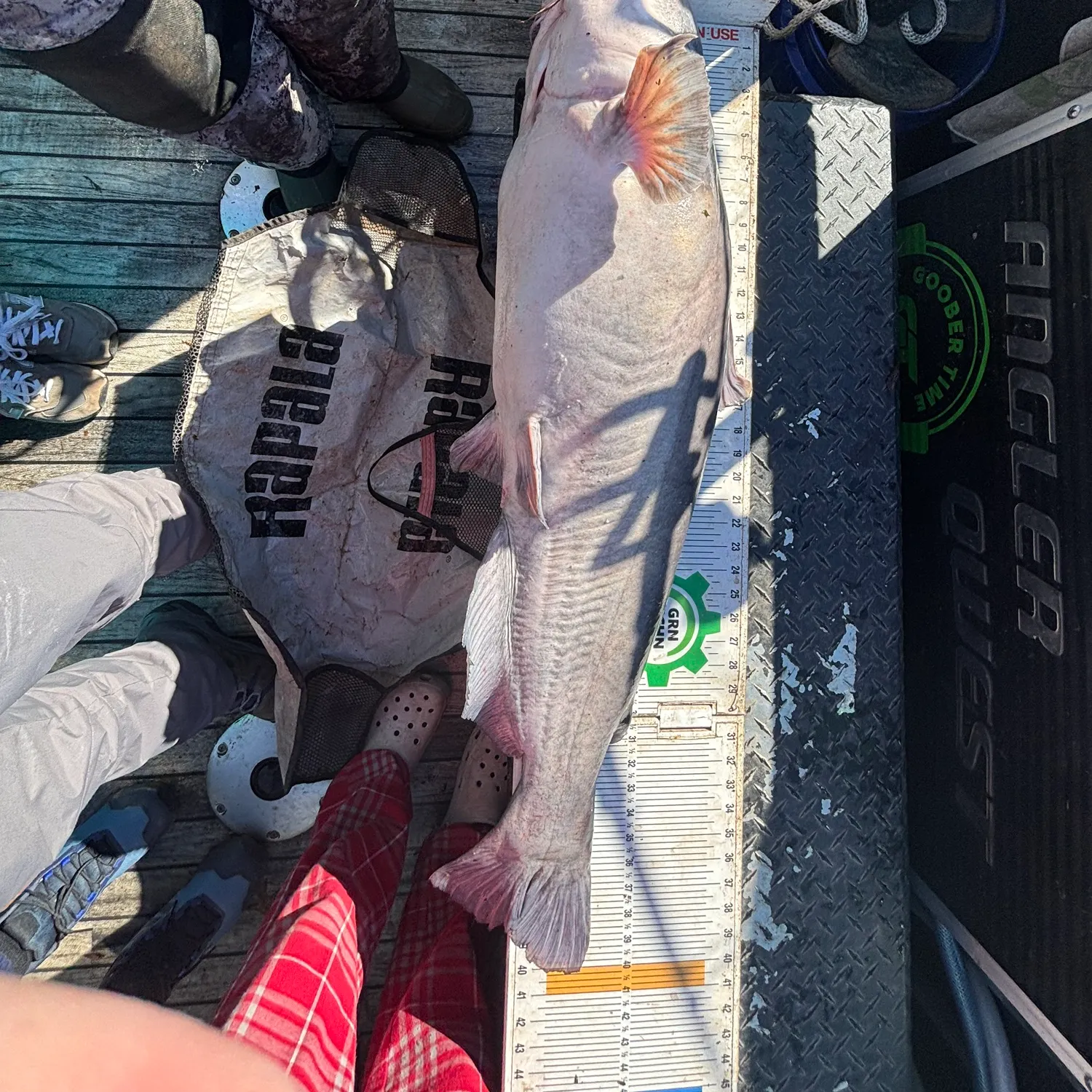 recently logged catches