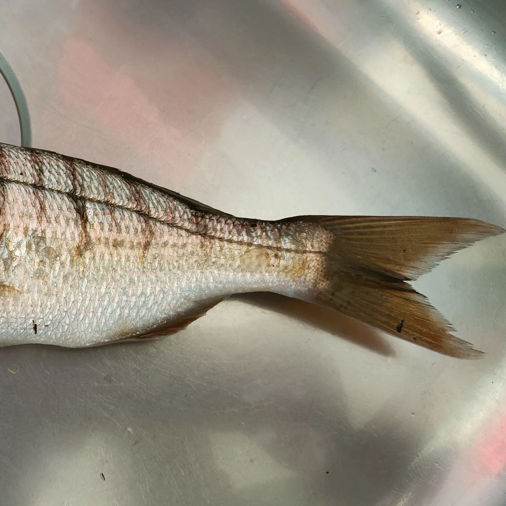 The most recent Striped seabream catches on Fishbrain