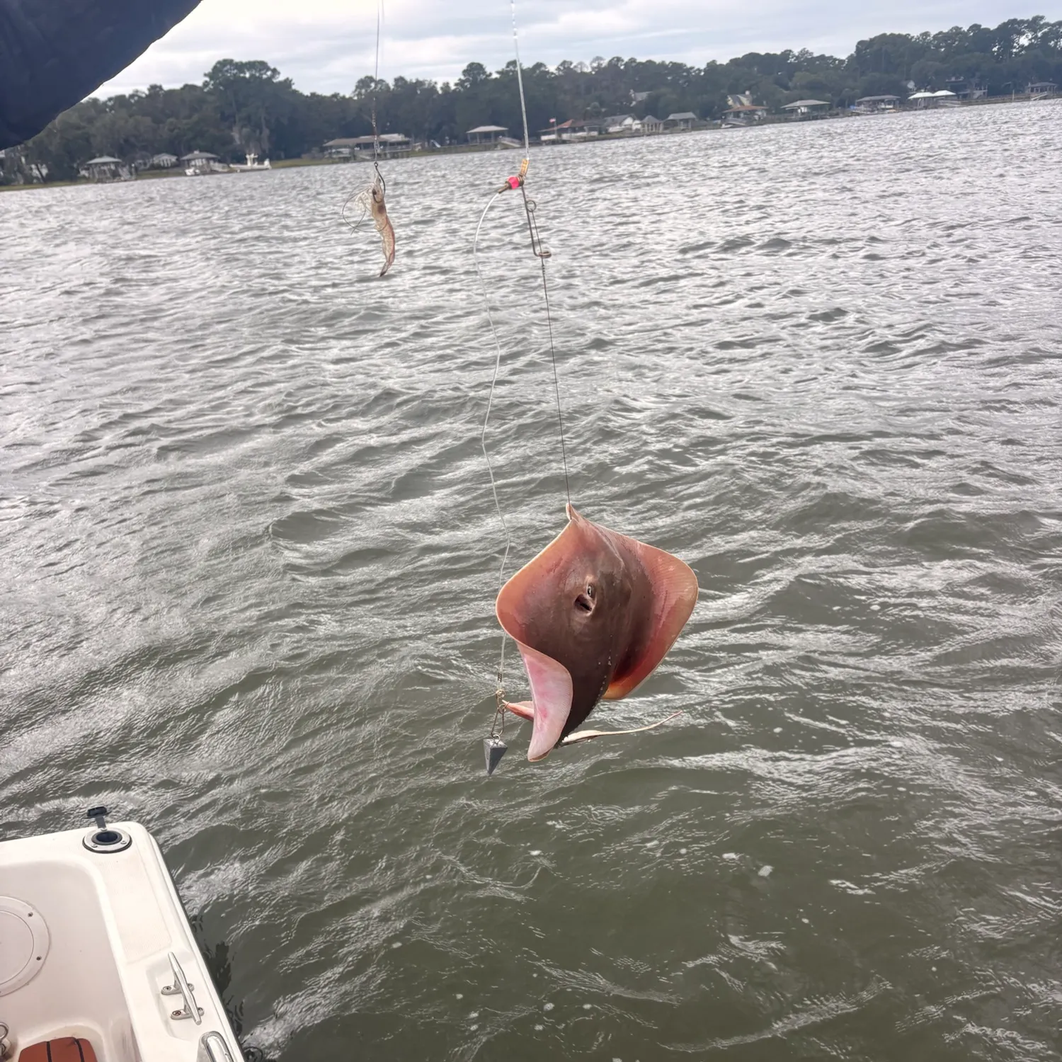Atlantic stingray caught on Fishbrain