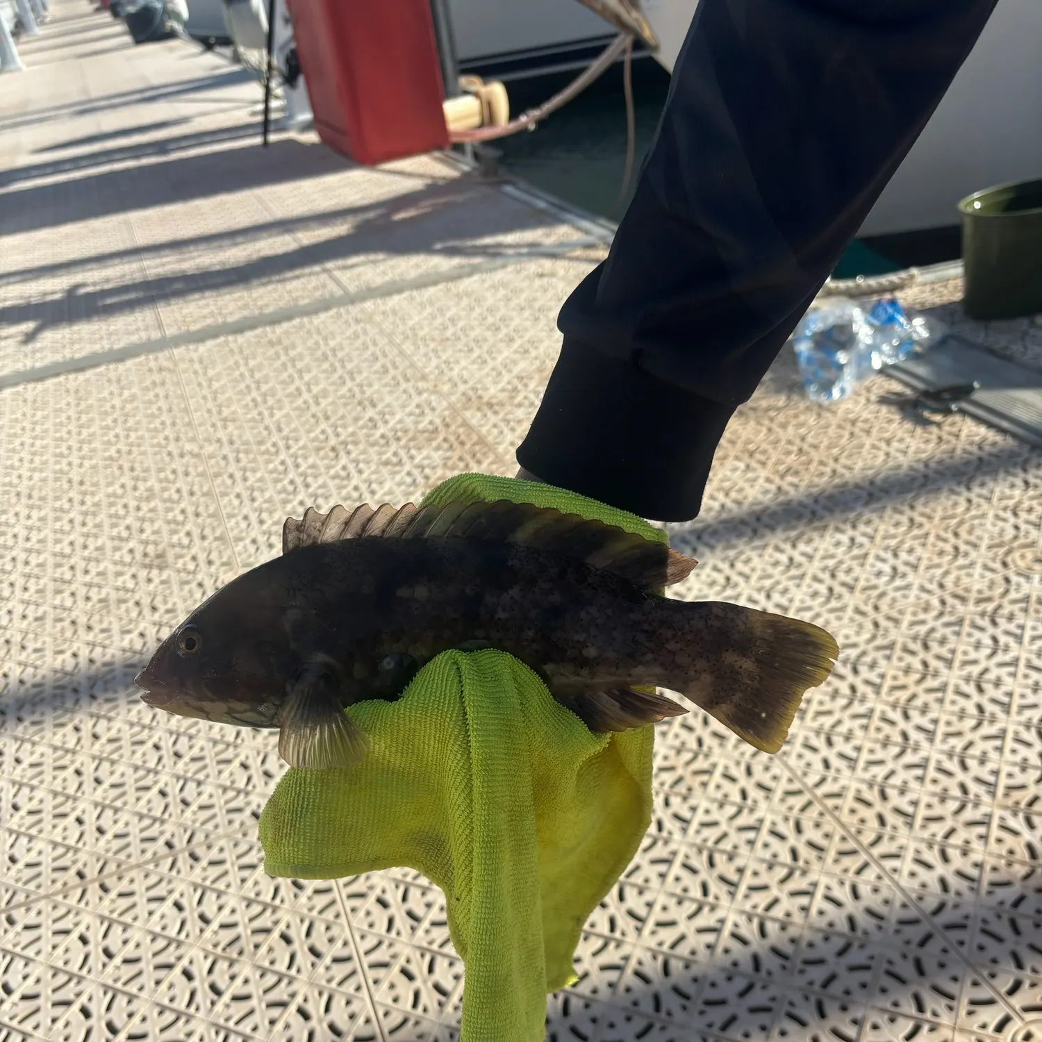 The most recent Rock wrasse catches on Fishbrain