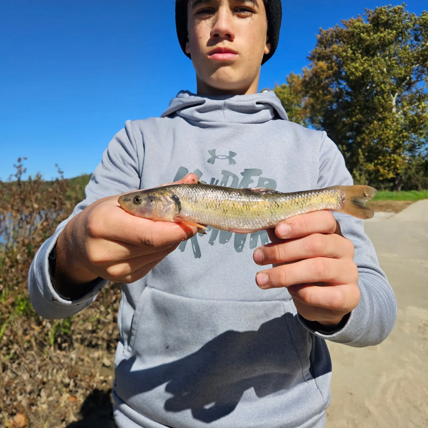 Creek chub caught on Fishbrain