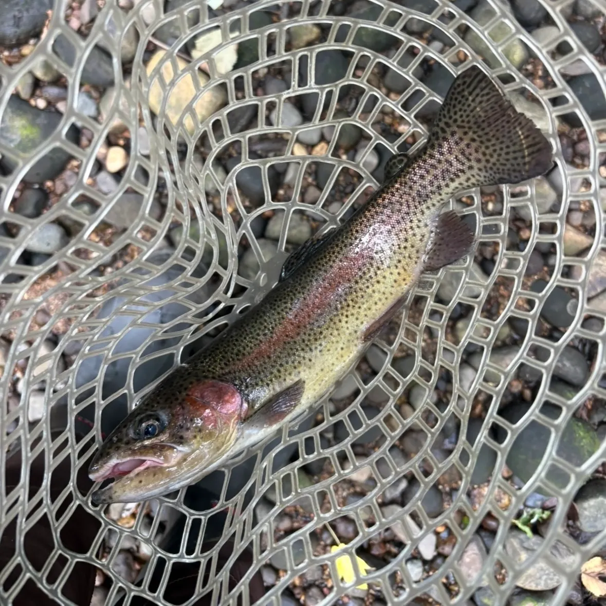 Rainbow trout caught on Fishbrain