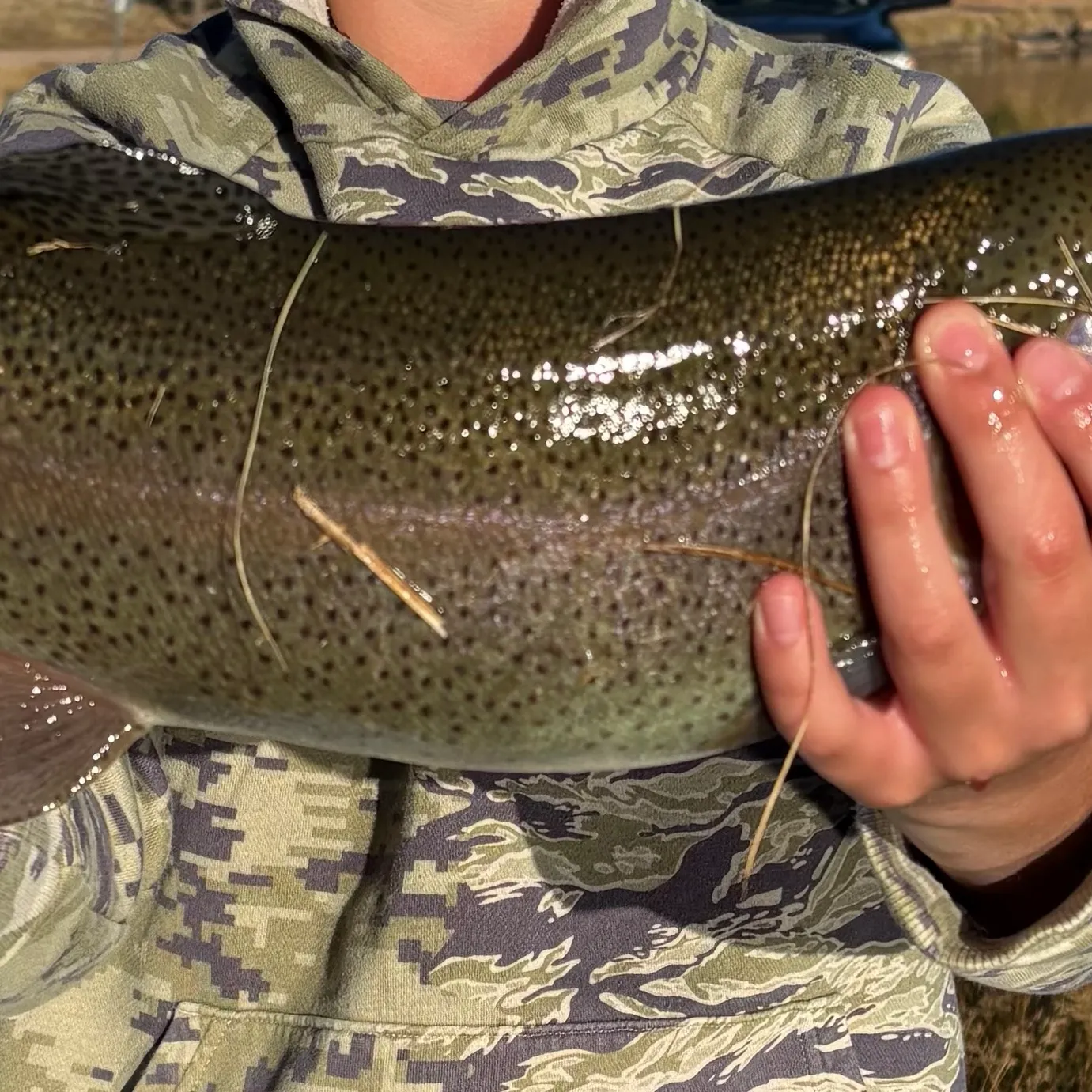 Rainbow trout caught on Fishbrain