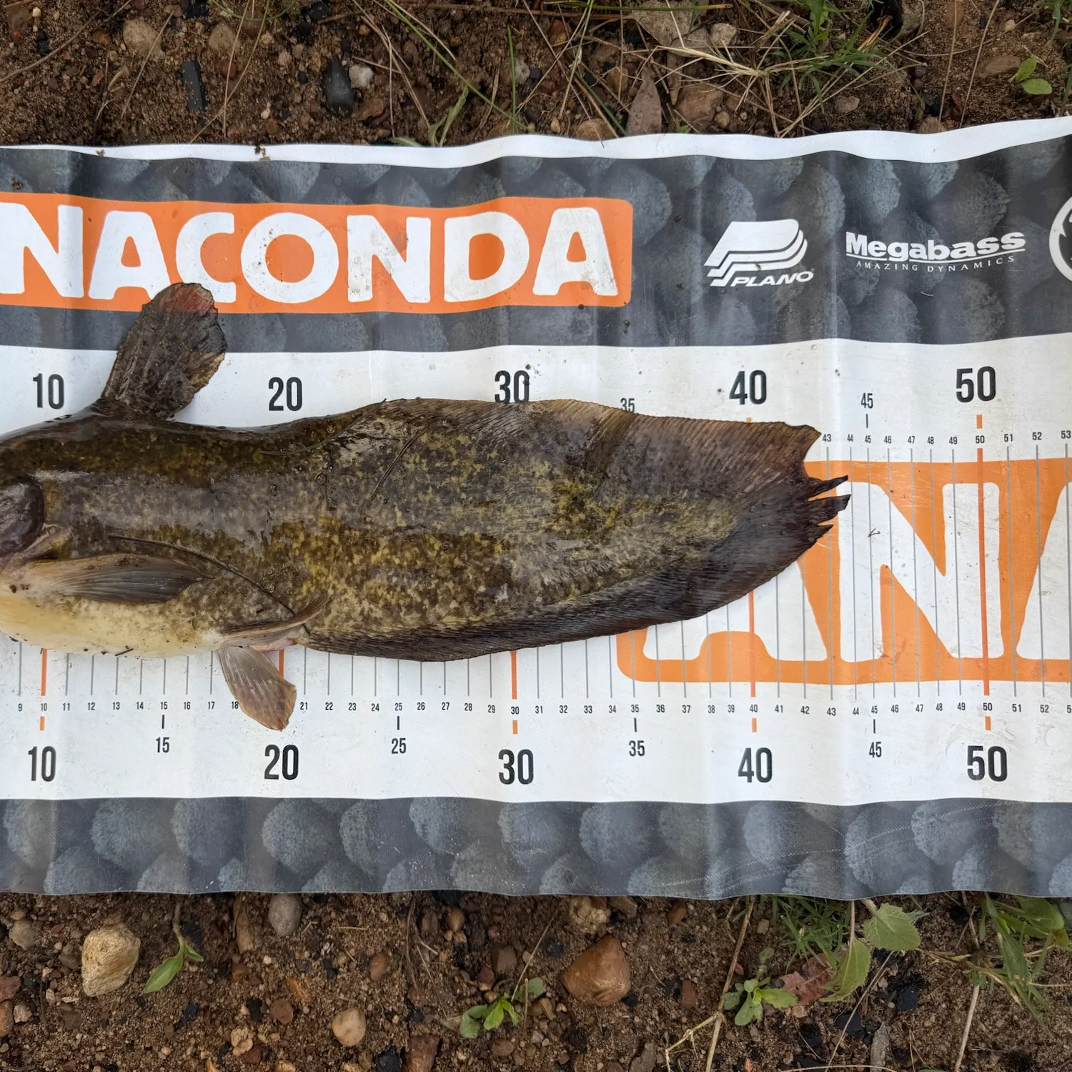 Dewfish caught on Fishbrain