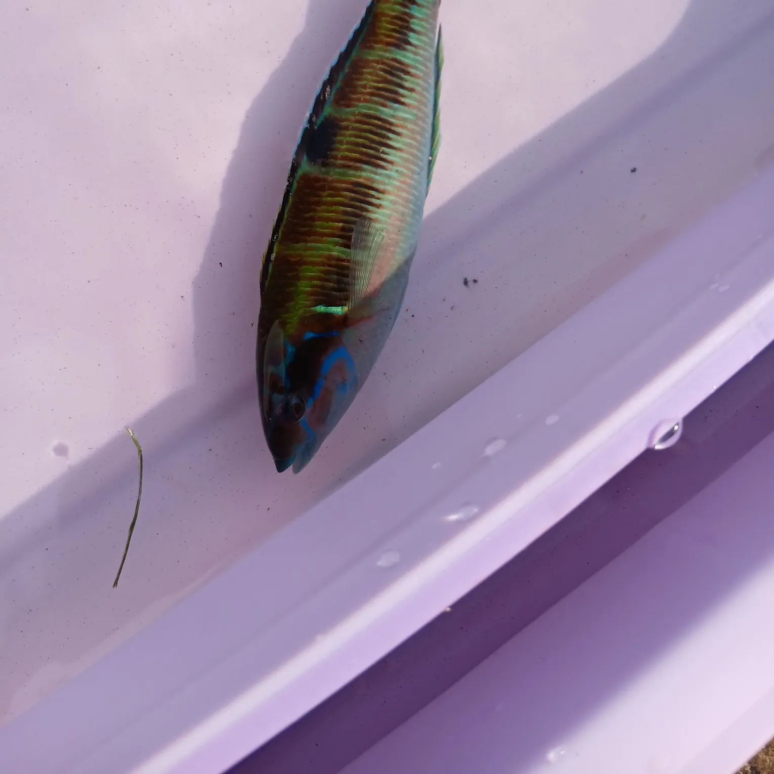 The most recent Ornate wrasse catches on Fishbrain