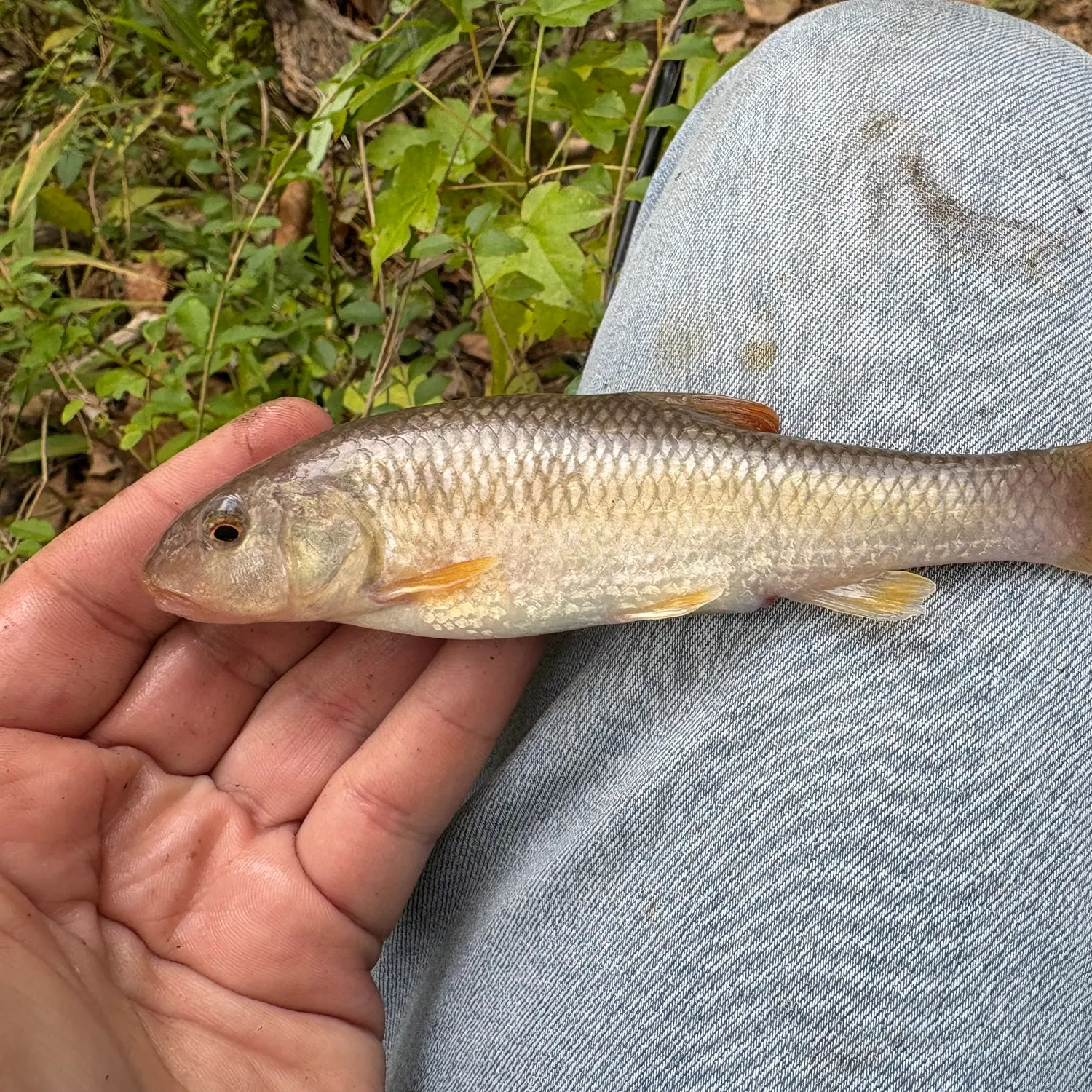 The most recent Central stoneroller catches on Fishbrain