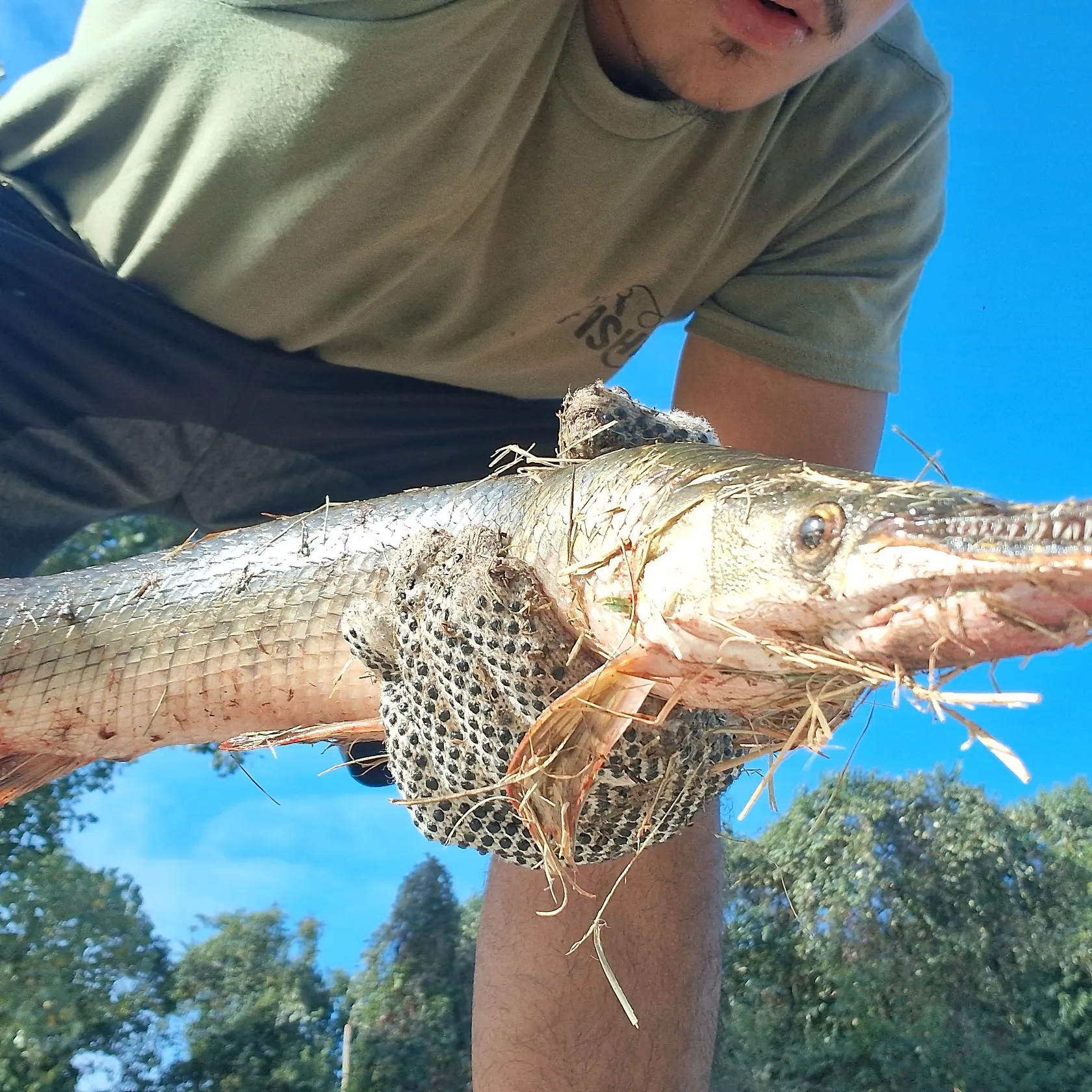 Longnose gar caught on Fishbrain