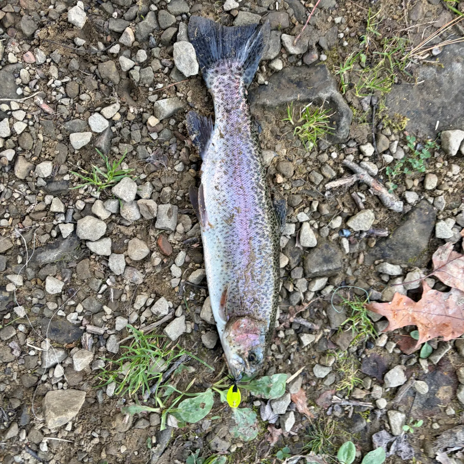 Rainbow trout caught on Fishbrain