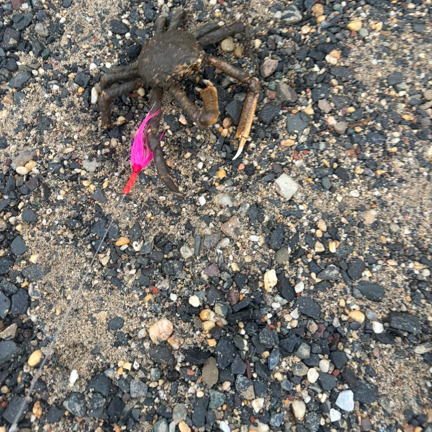 The most recent Atlantic rock crab catches on Fishbrain