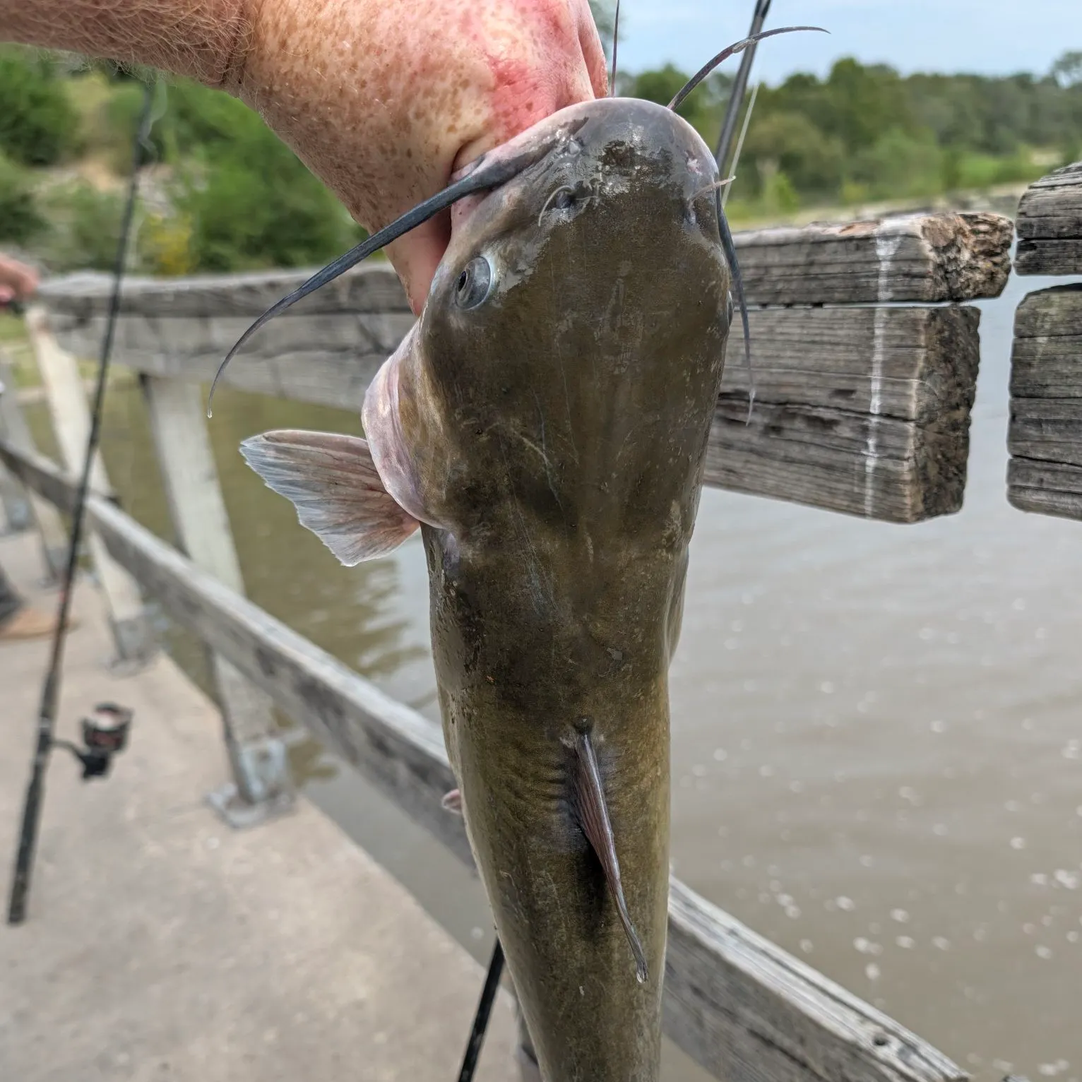 Channel catfish caught on Fishbrain