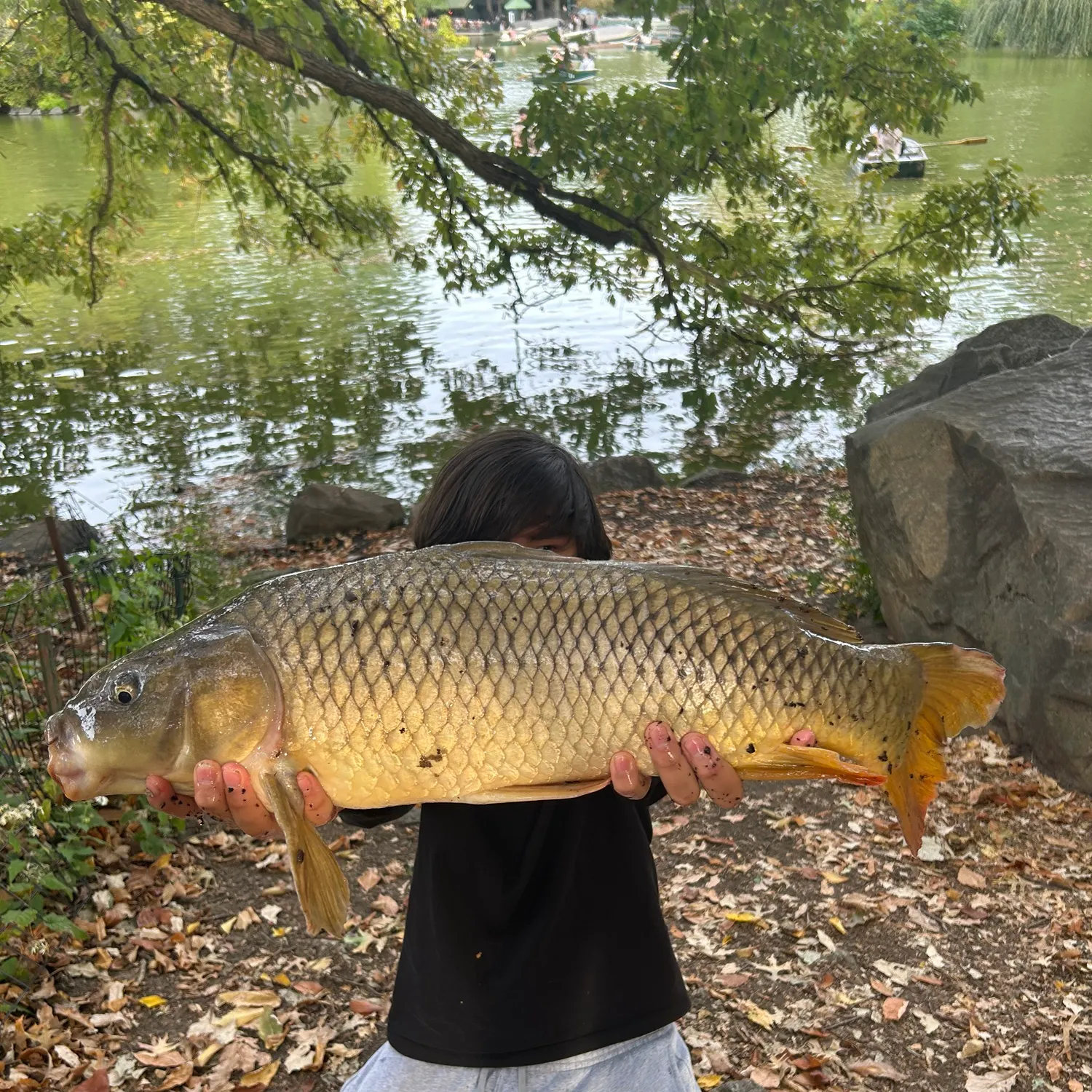 Common carp caught on Fishbrain