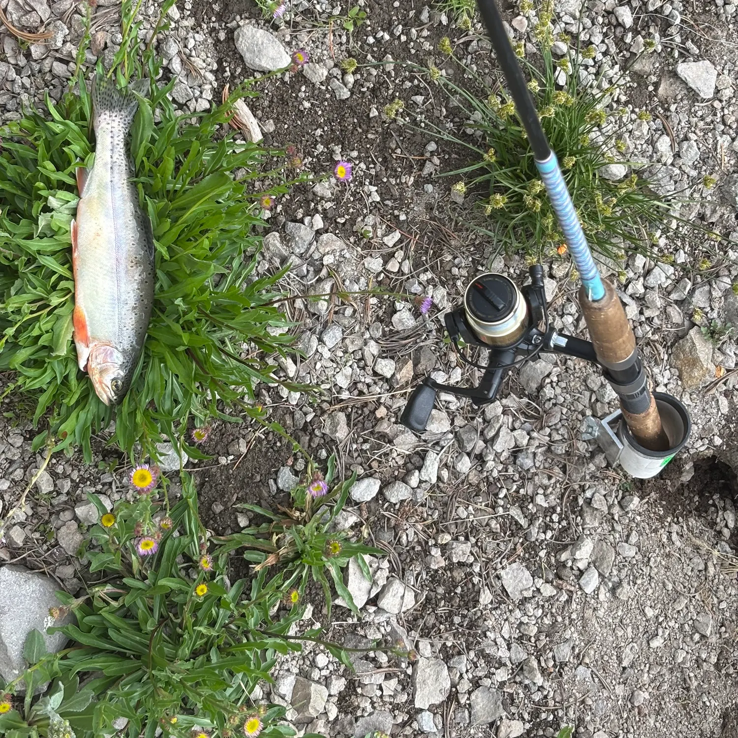 The most recent Golden trout catches on Fishbrain