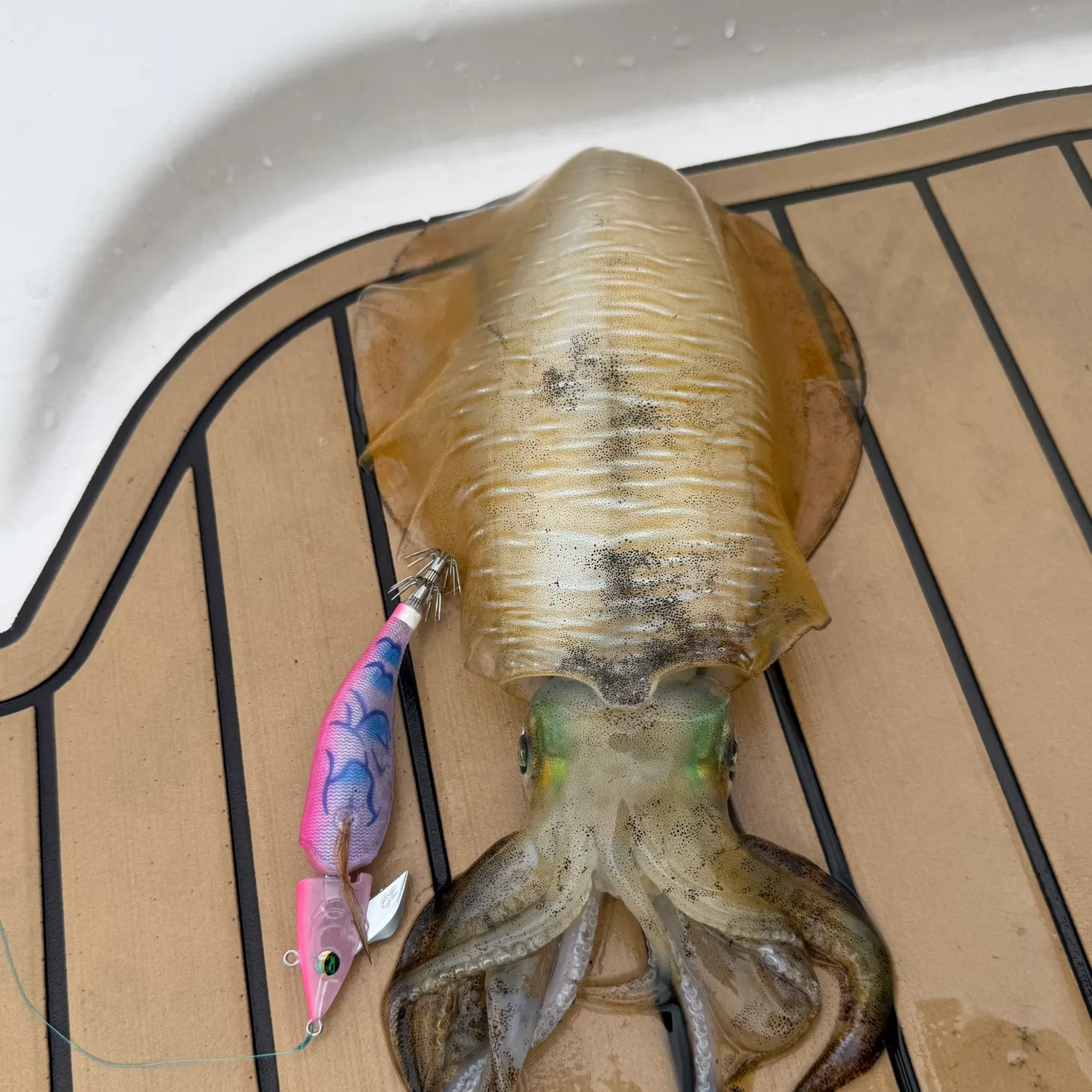 The most recent Bigfin reef squid catches on Fishbrain