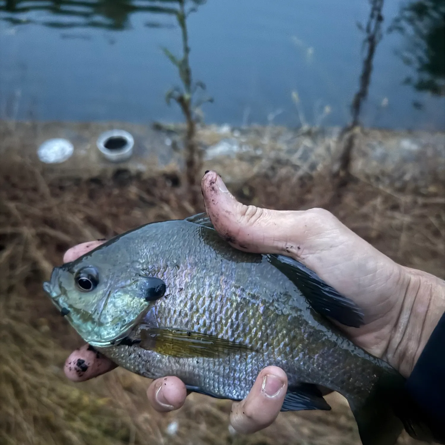 Bluegill caught on Fishbrain