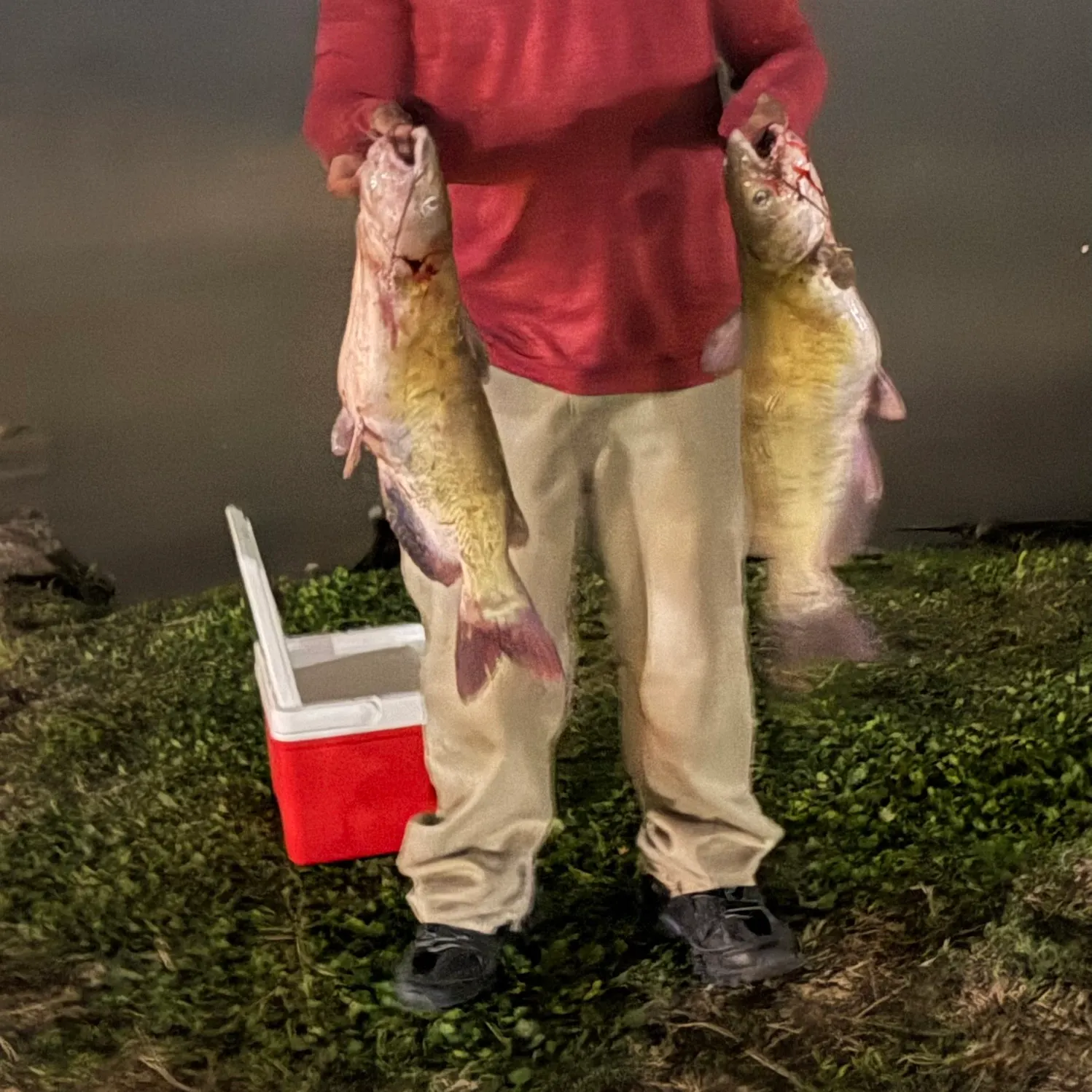 The most recent Channel catfish catches on Fishbrain