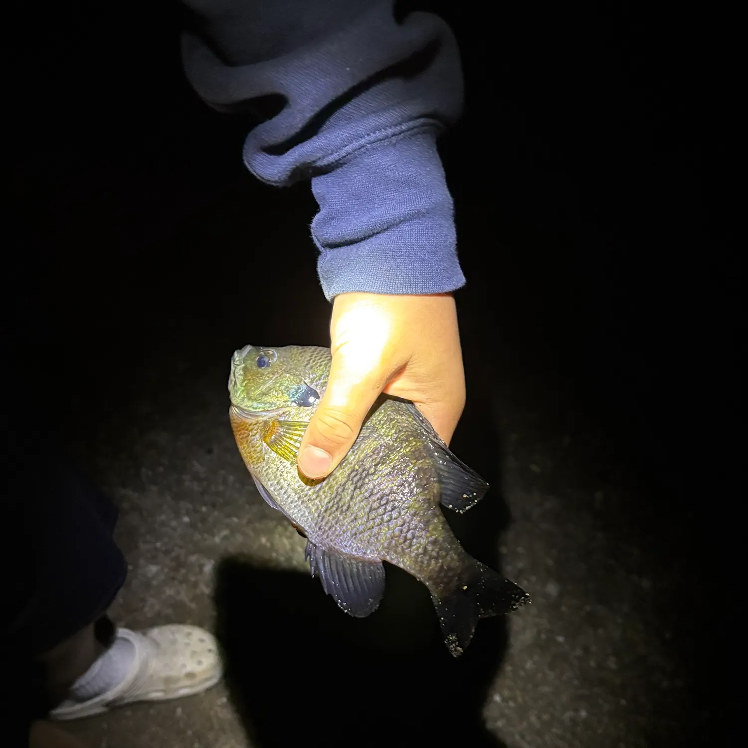 Bluegill caught on Fishbrain