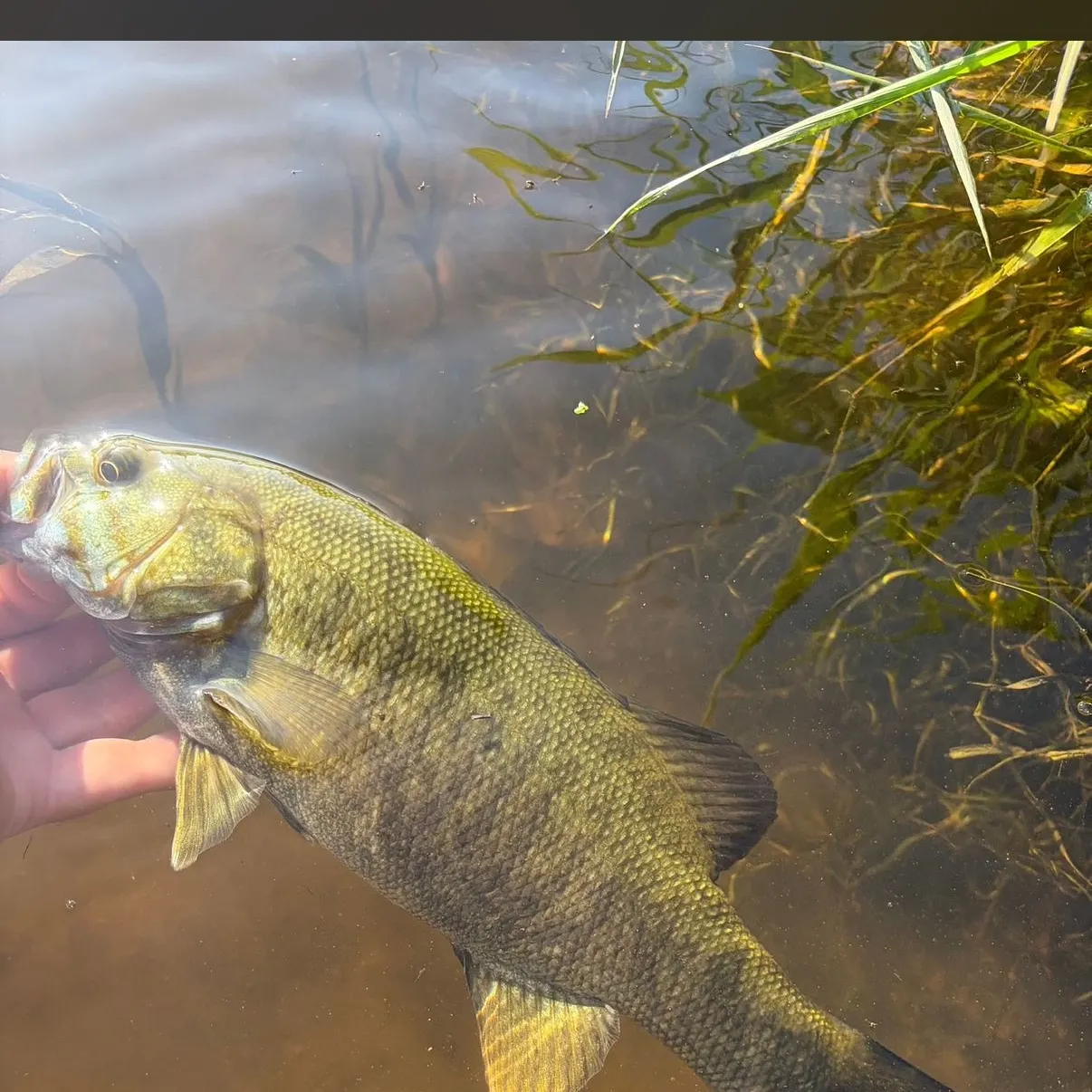 Smallmouth bass caught on Fishbrain
