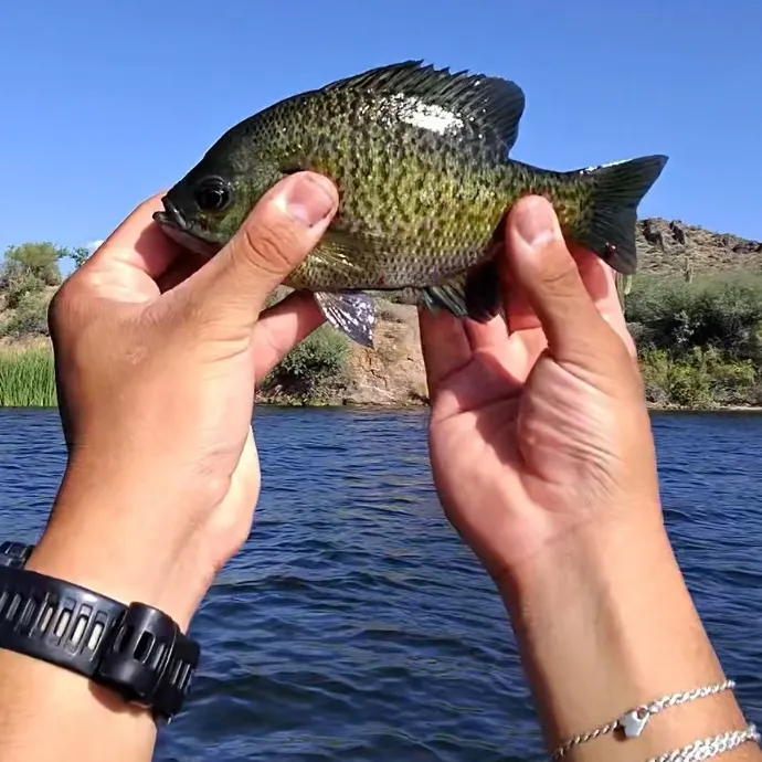 The most recent Spotted sunfish catches on Fishbrain