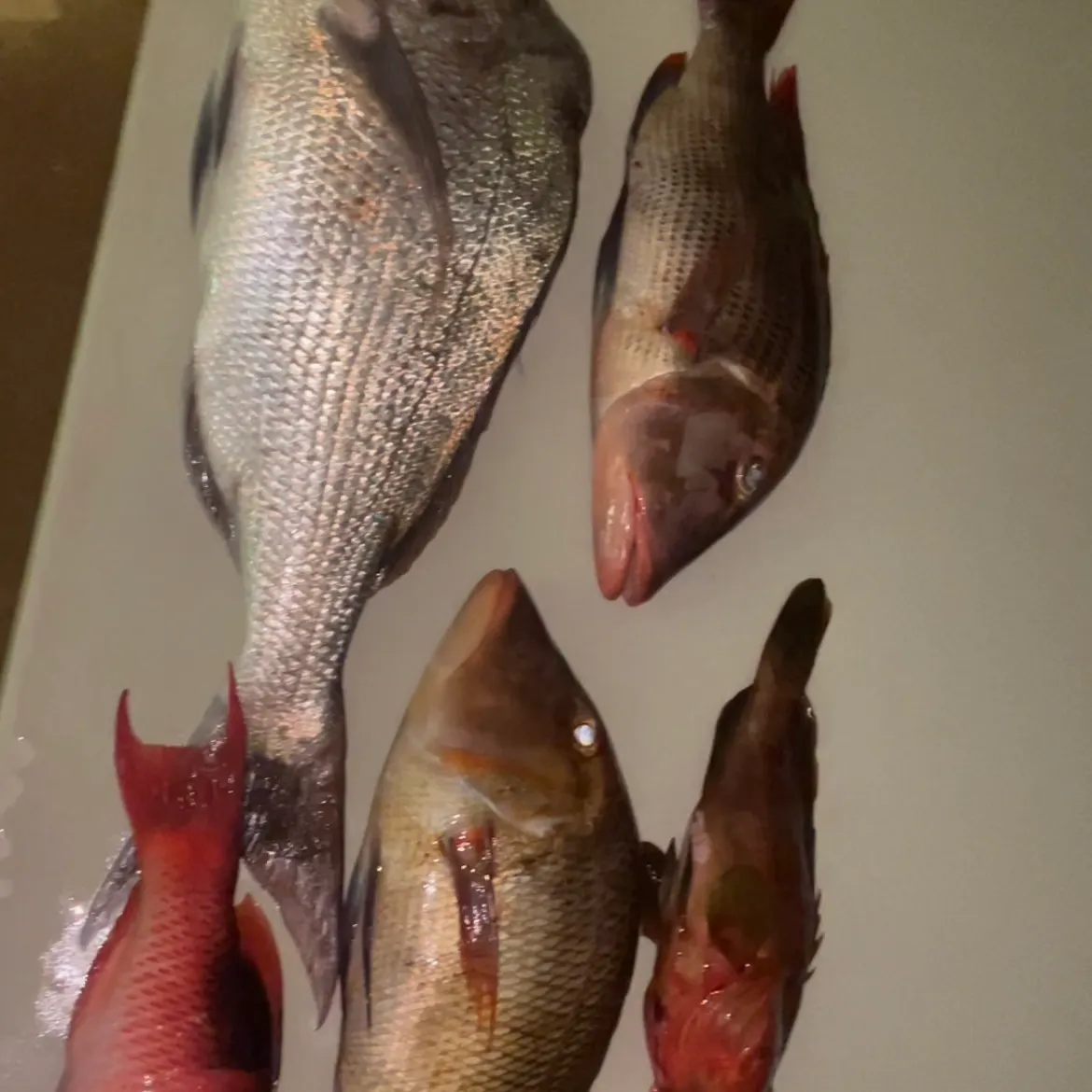 recently logged catches