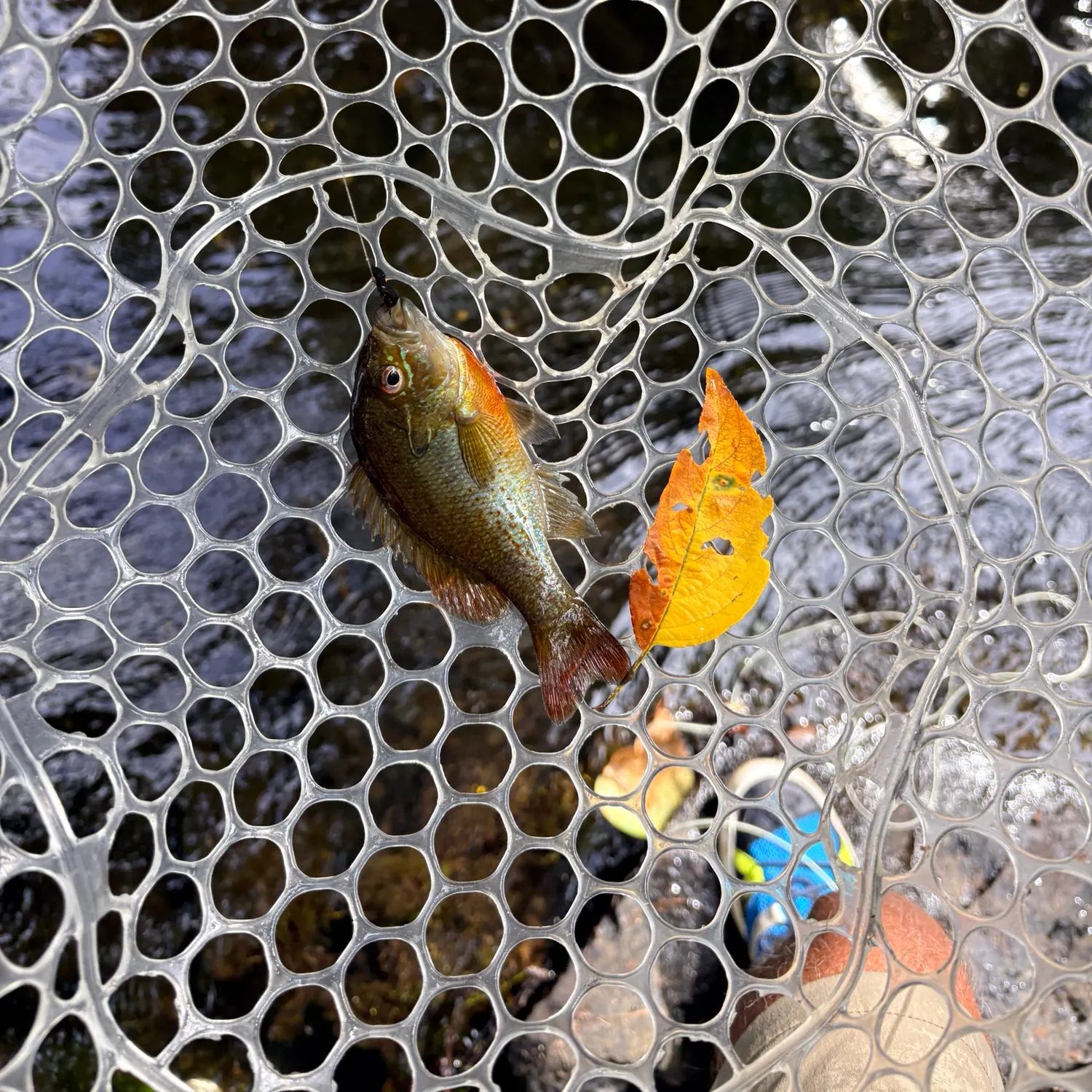Redbreast sunfish caught on Fishbrain