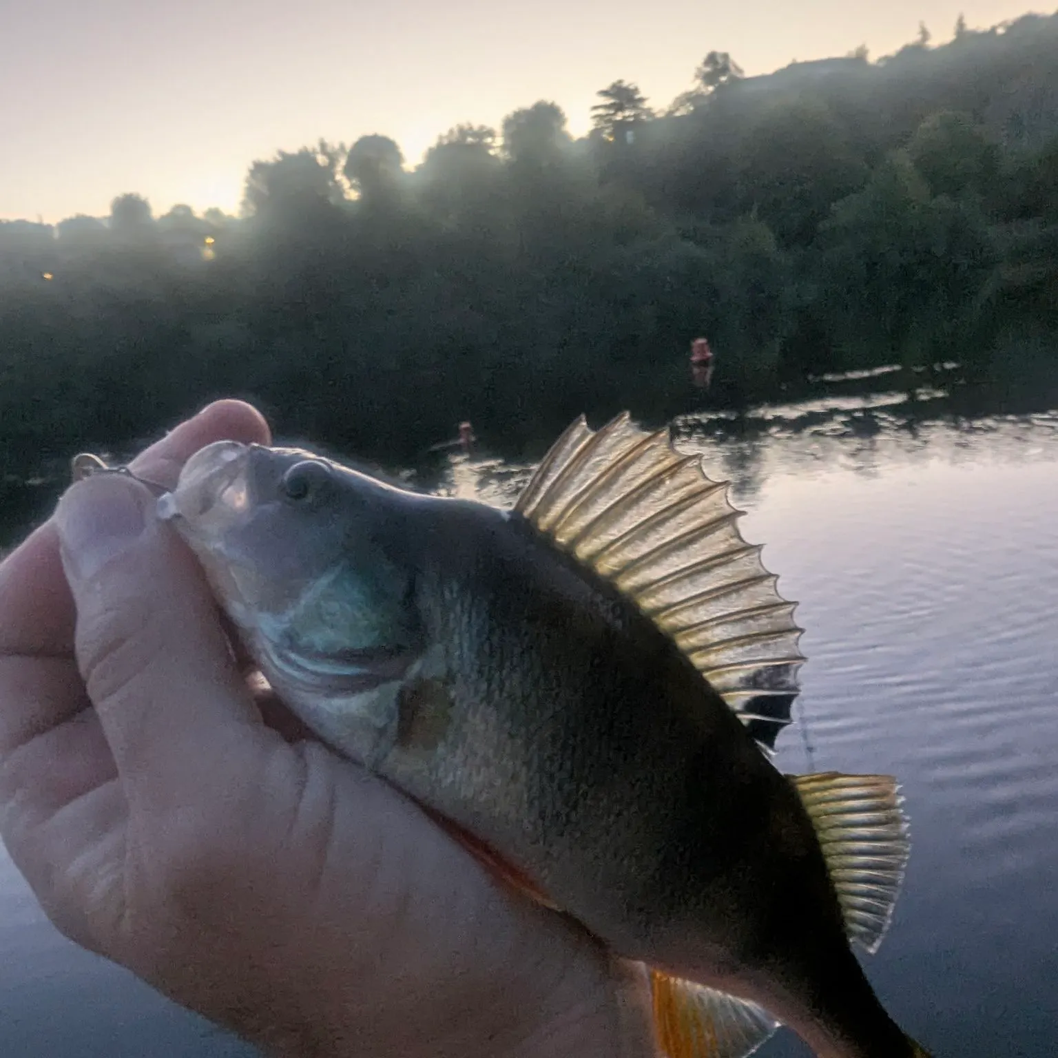 European perch caught on Fishbrain