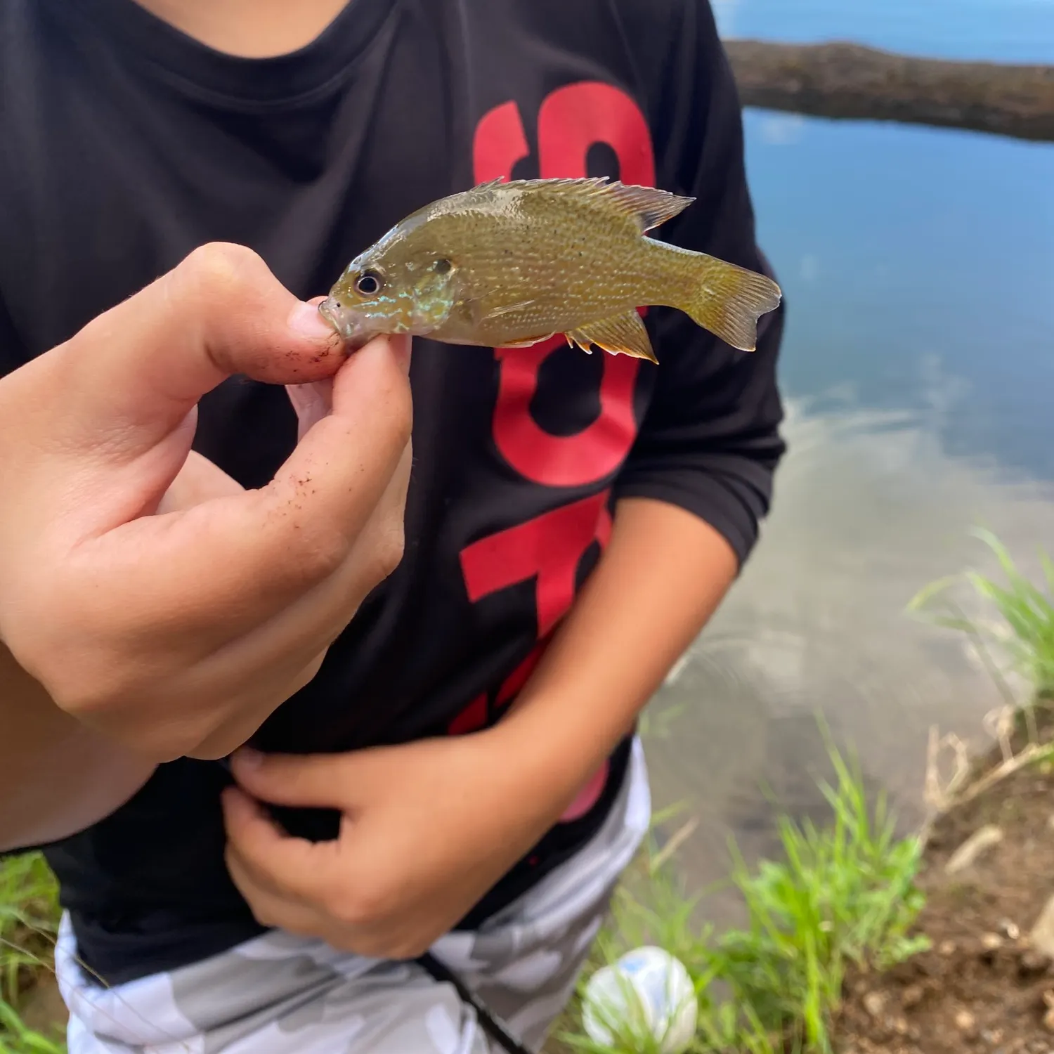 Green sunfish caught on Fishbrain