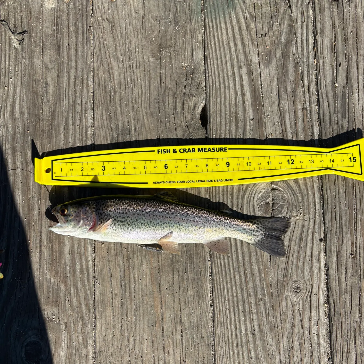 recently logged catches