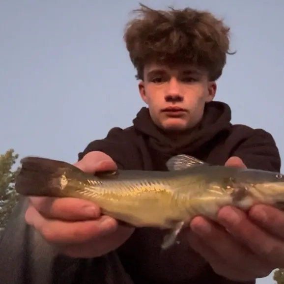 Yellow bullhead caught on Fishbrain