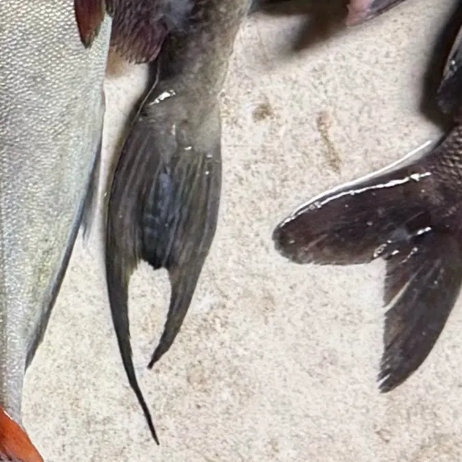 The most recent Grey triggerfish catches on Fishbrain